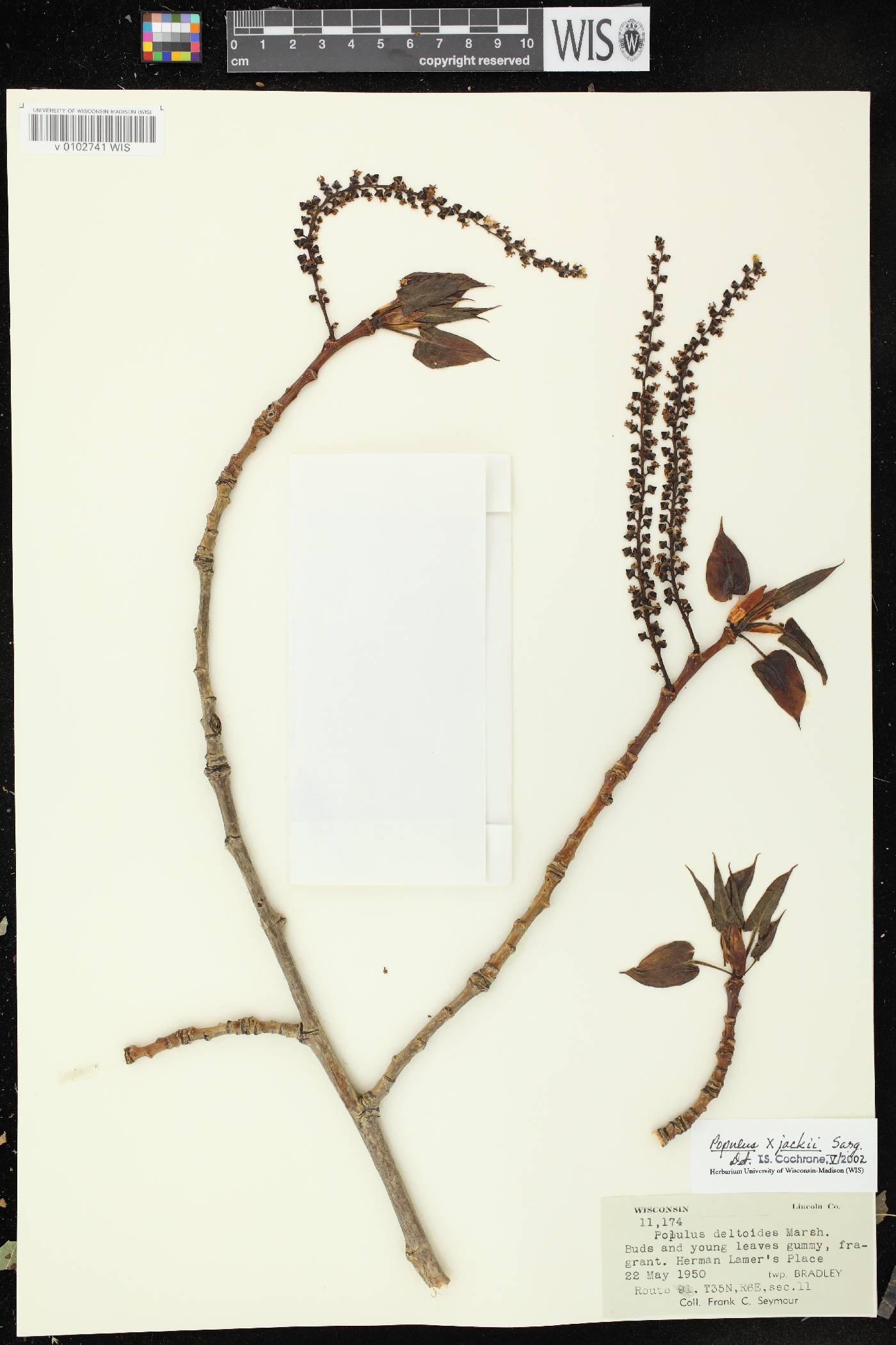 Populus x jackii image