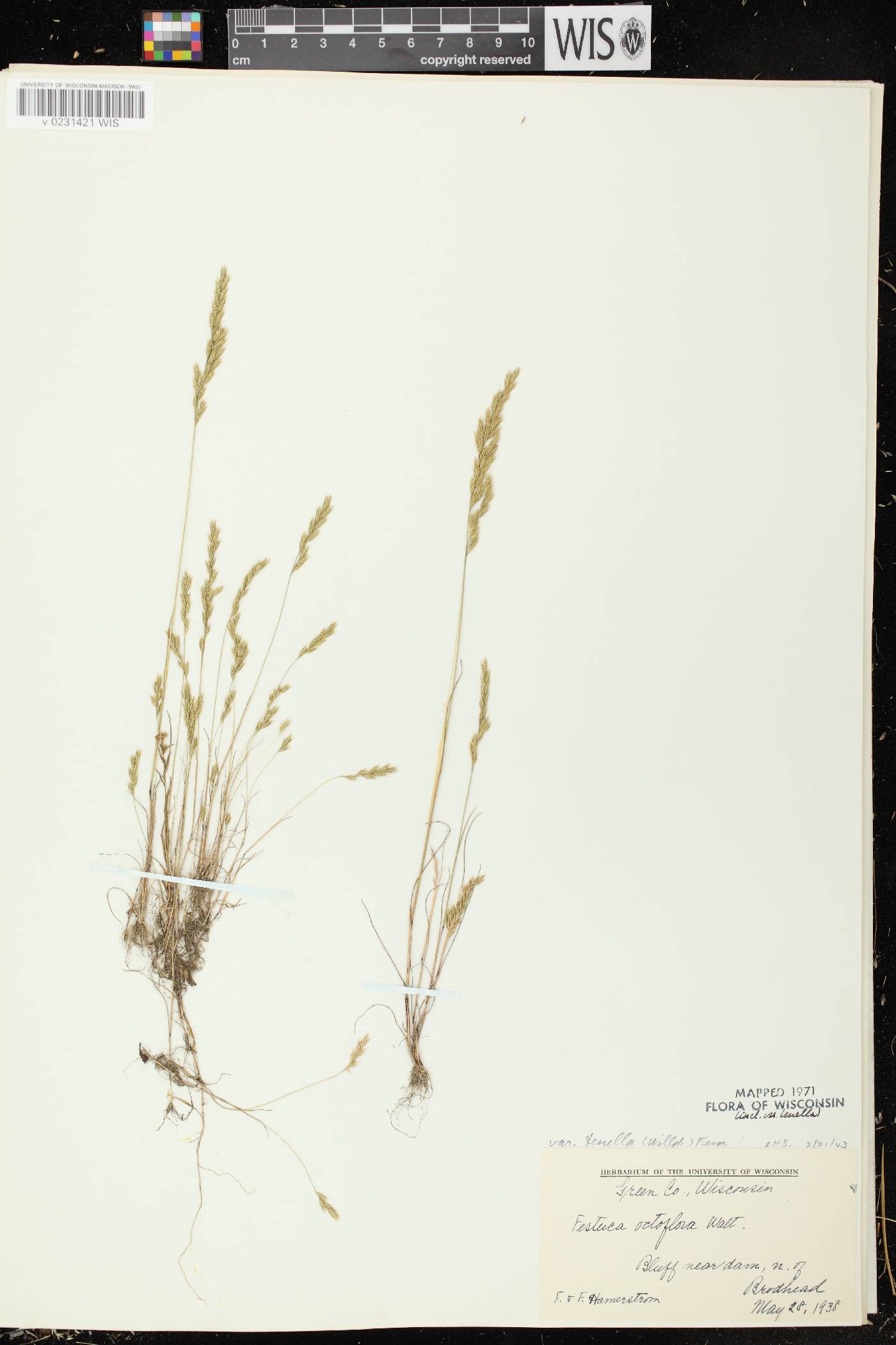 Festuca octoflora var. glauca image