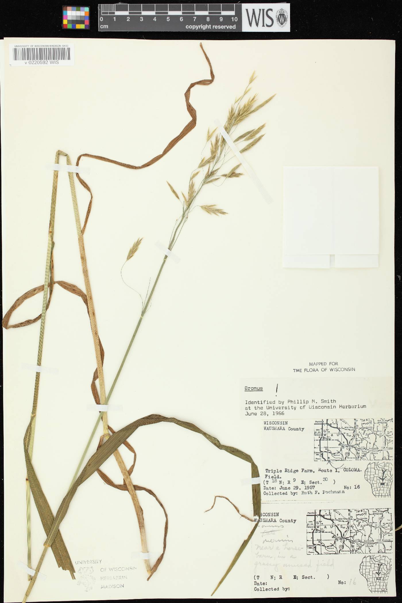 Bromus inermis image