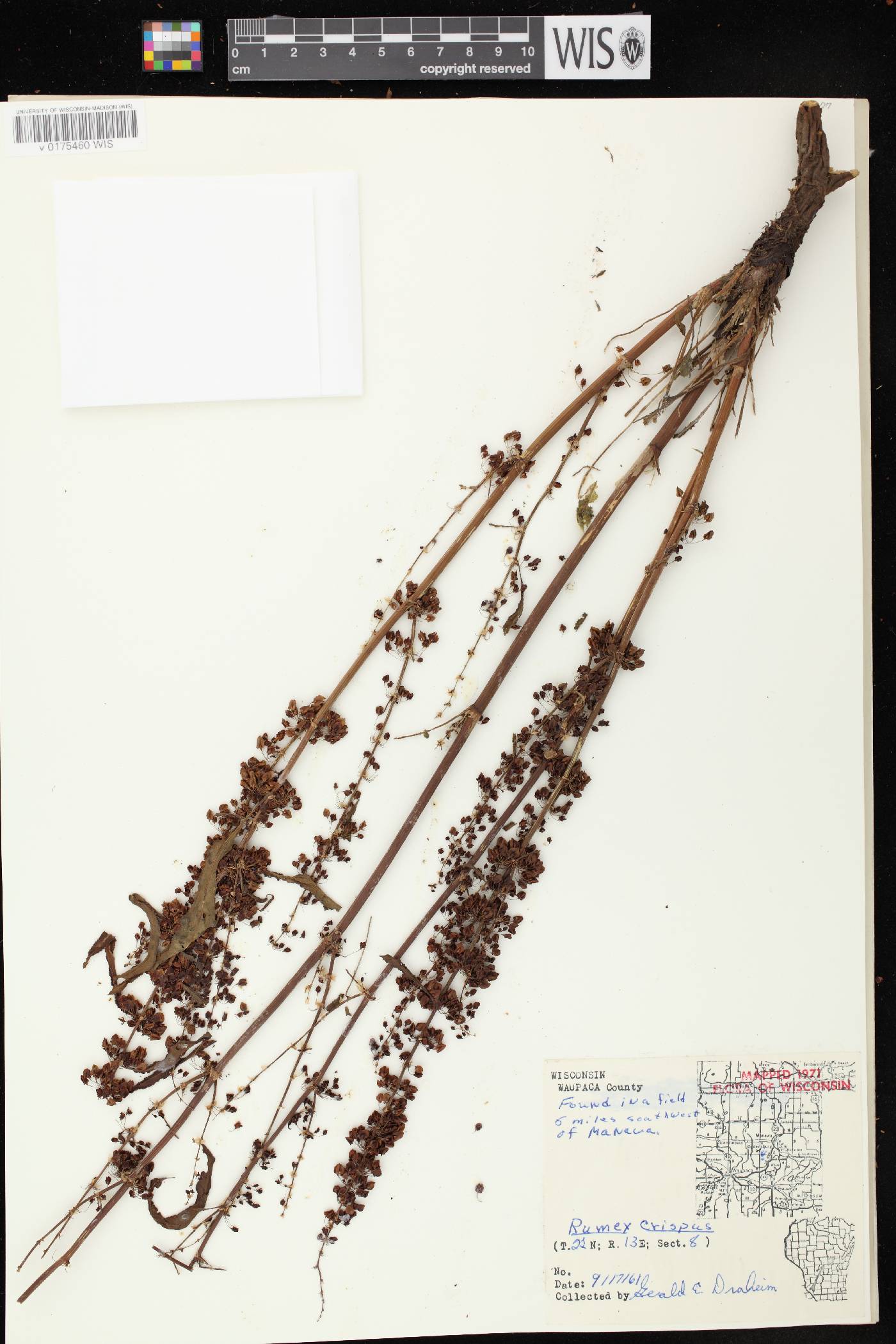 Rumex crispus image