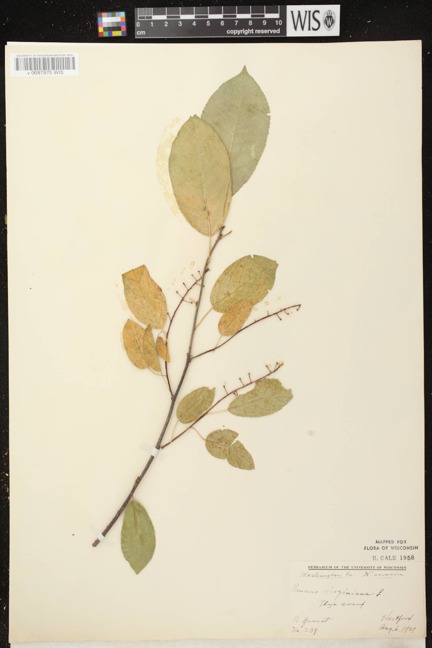 Prunus virginiana image