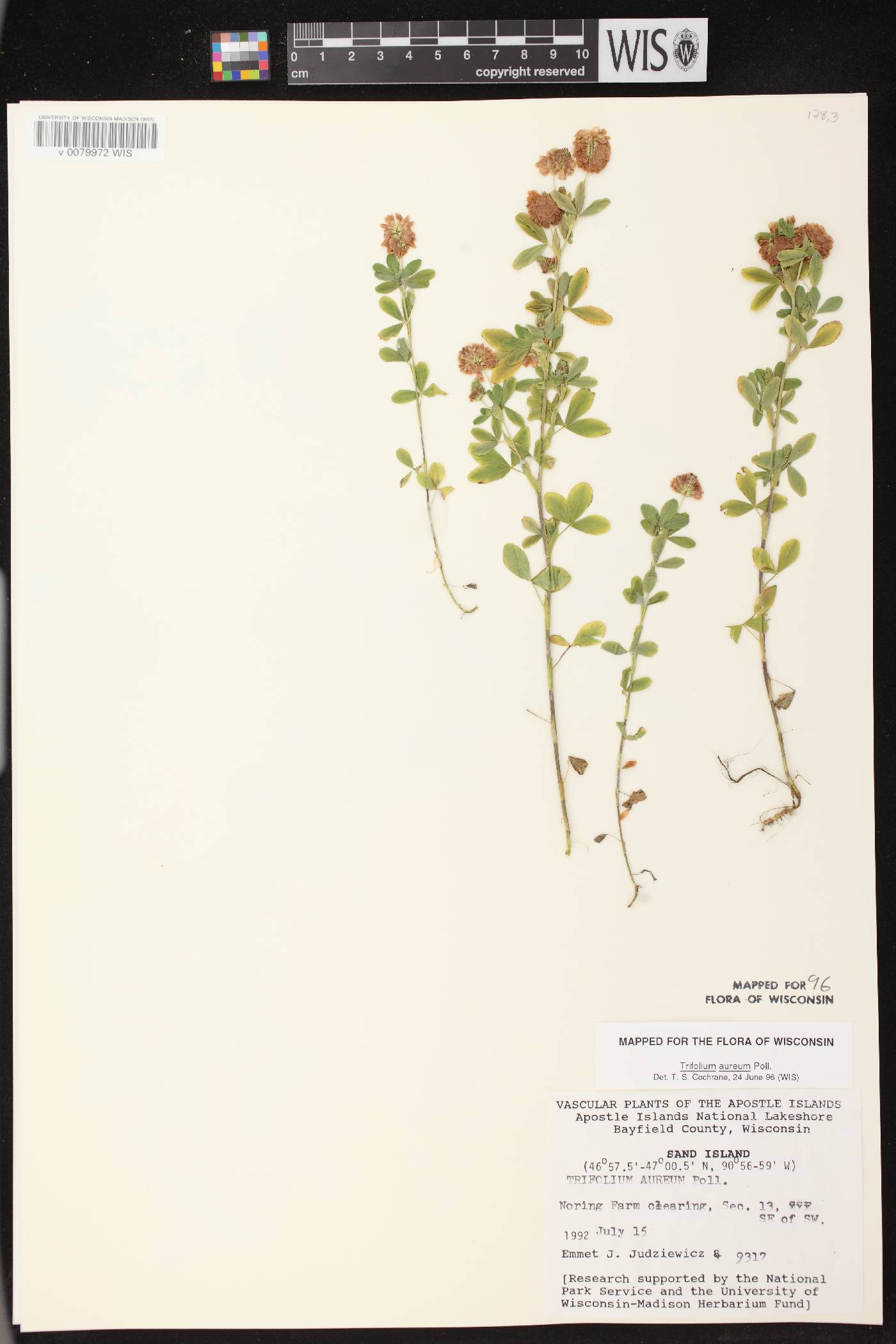 Trifolium aureum image