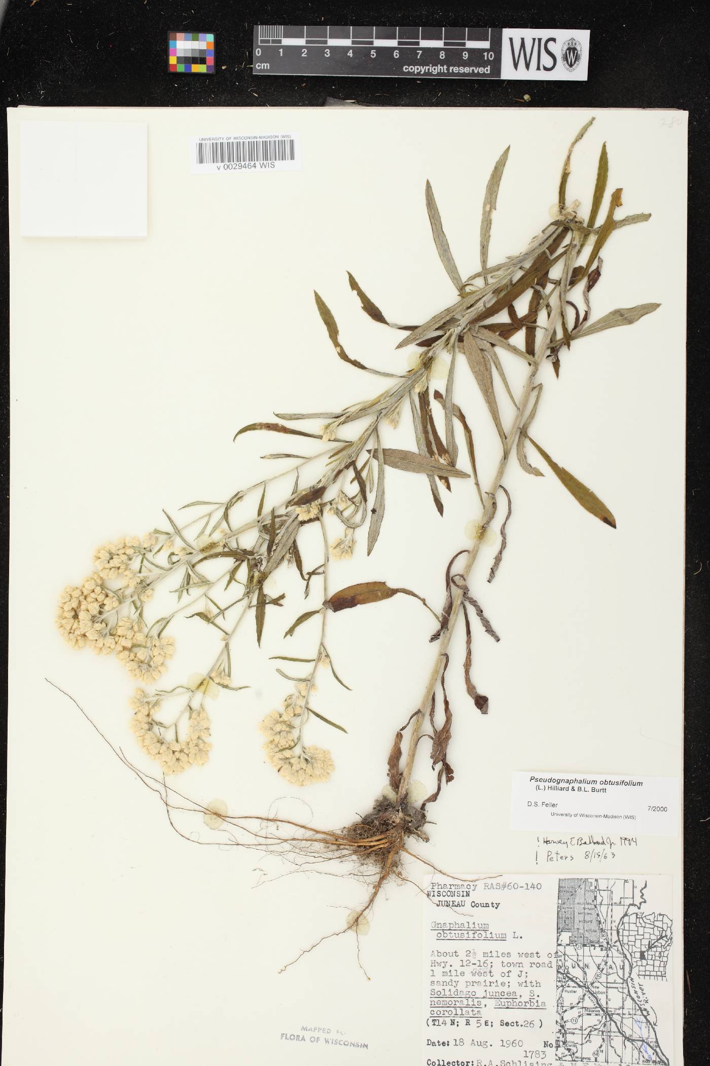 Pseudognaphalium obtusifolium image