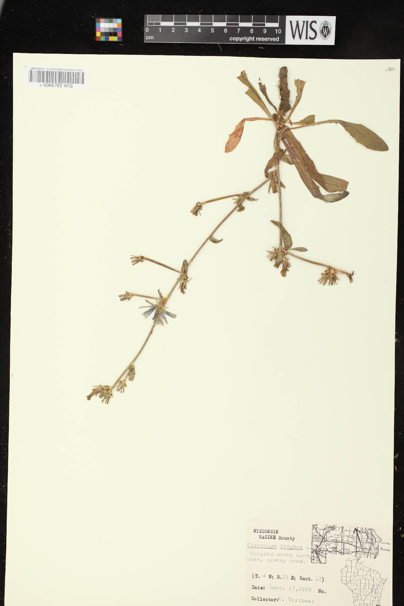 Cichorium intybus image