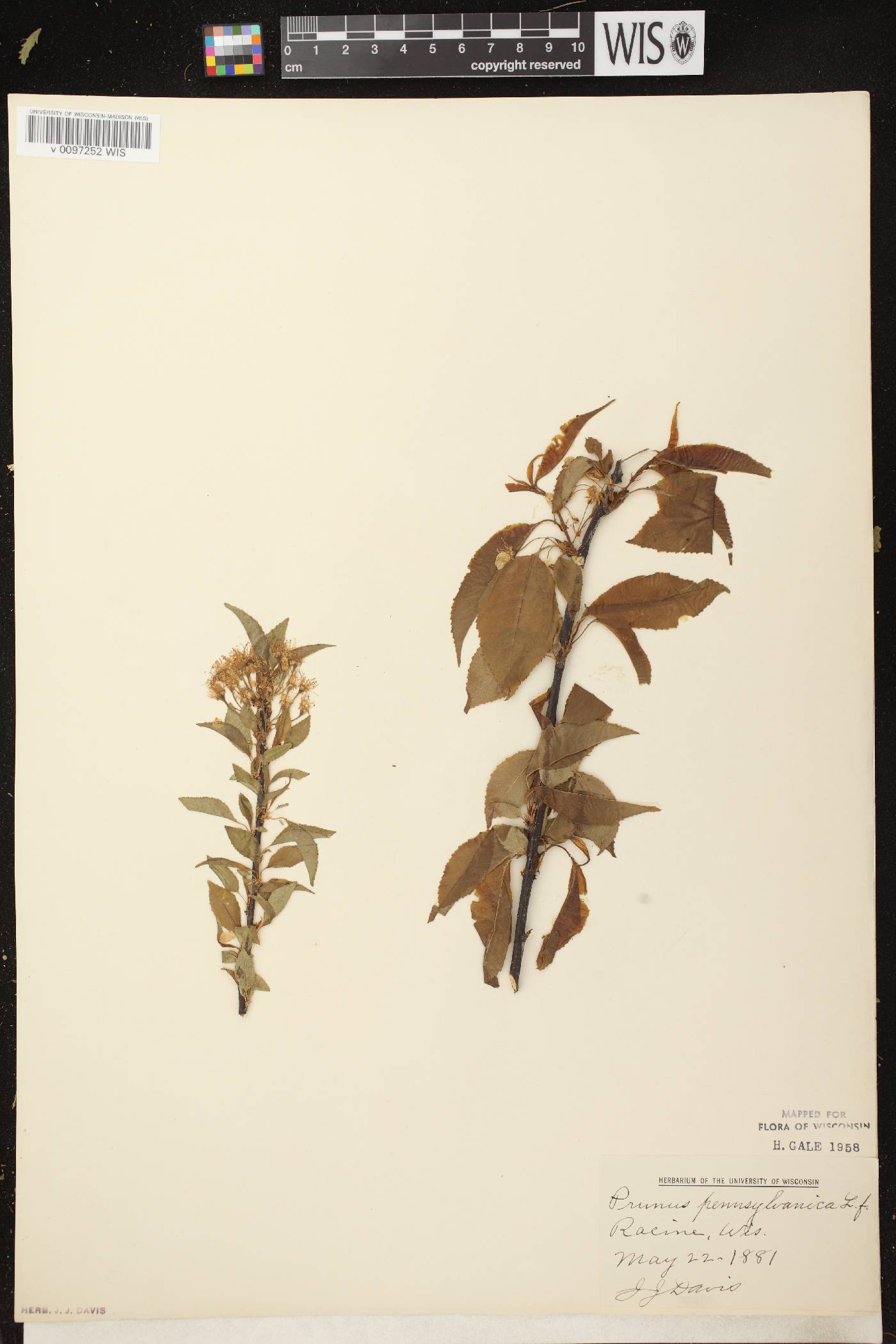 Prunus pensylvanica image