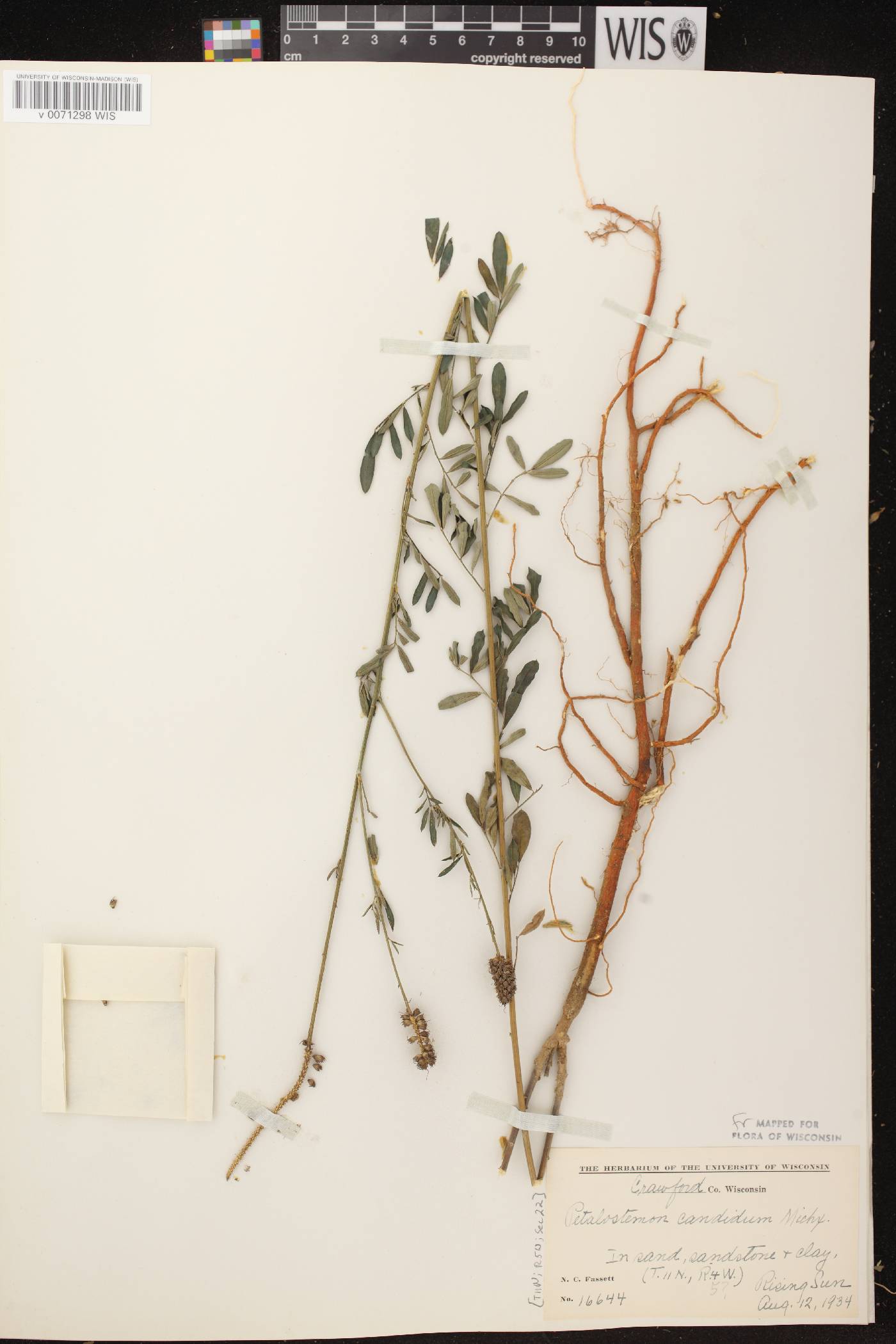 Dalea candida image