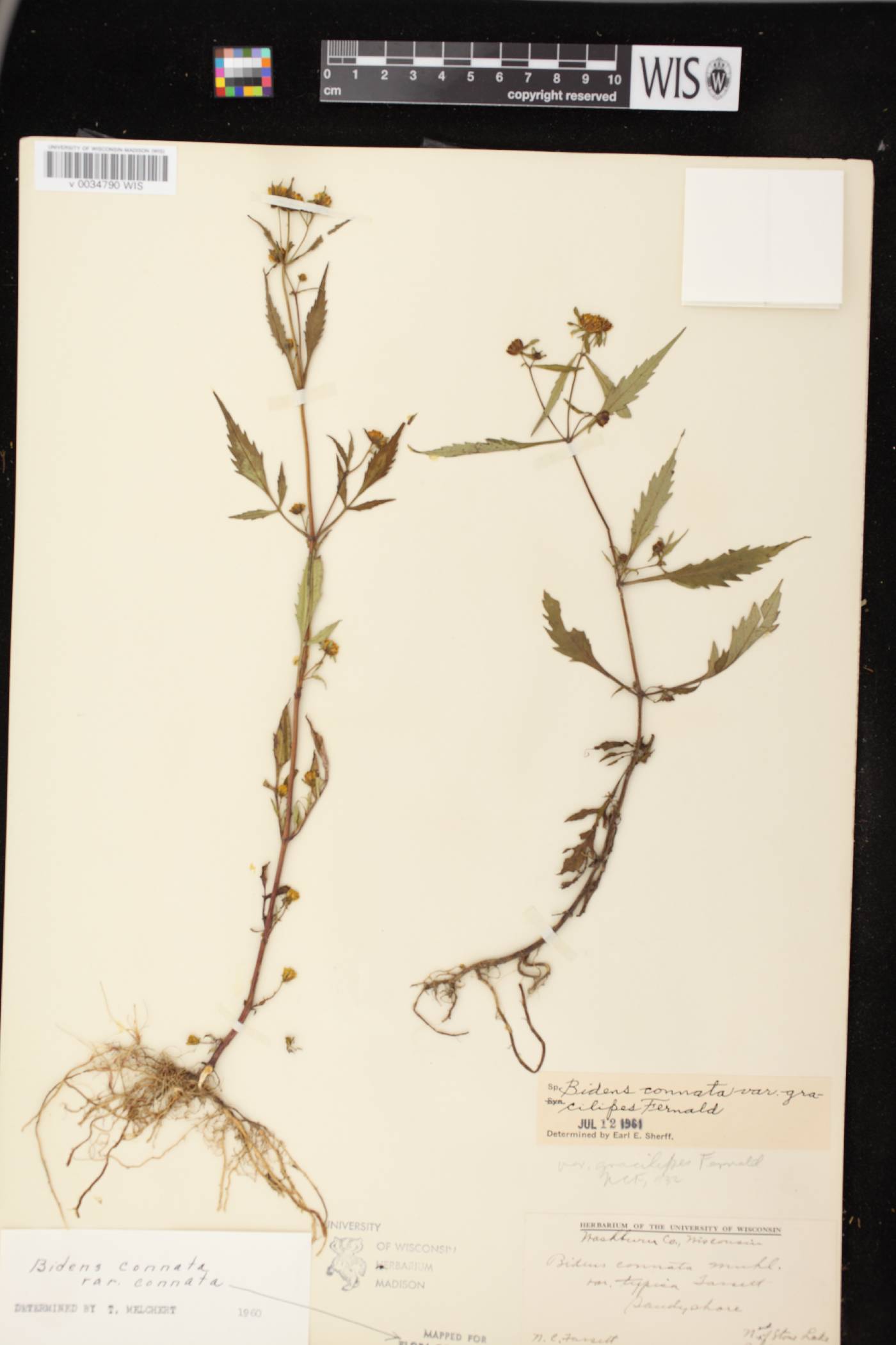 Bidens connata image