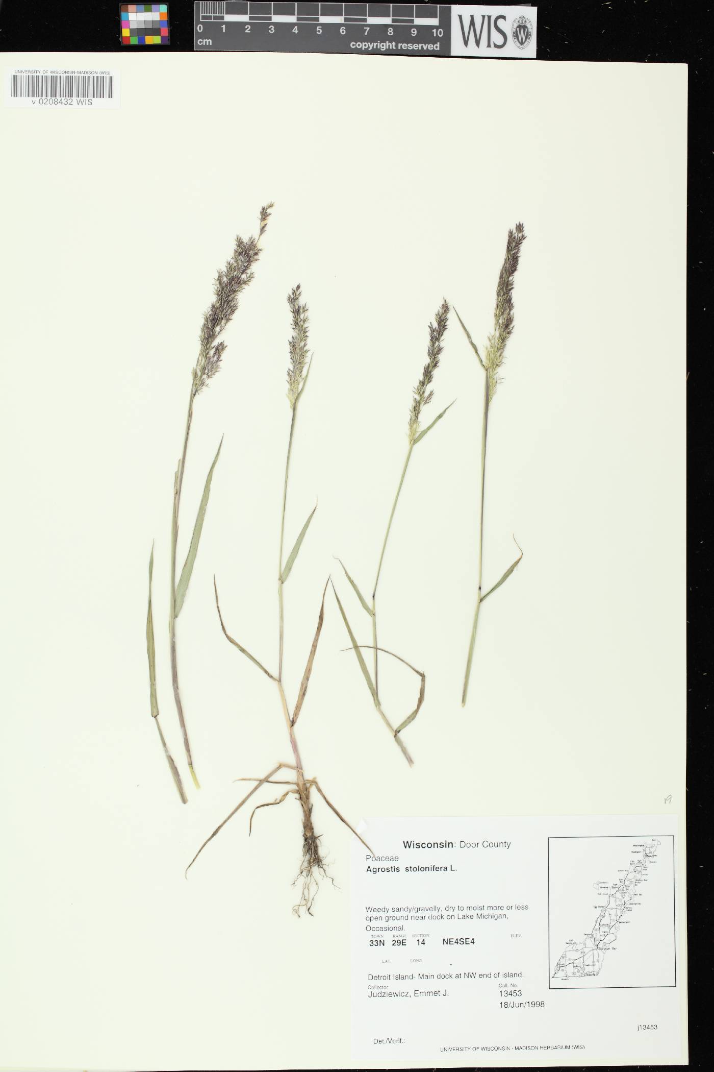 Agrostis stolonifera image