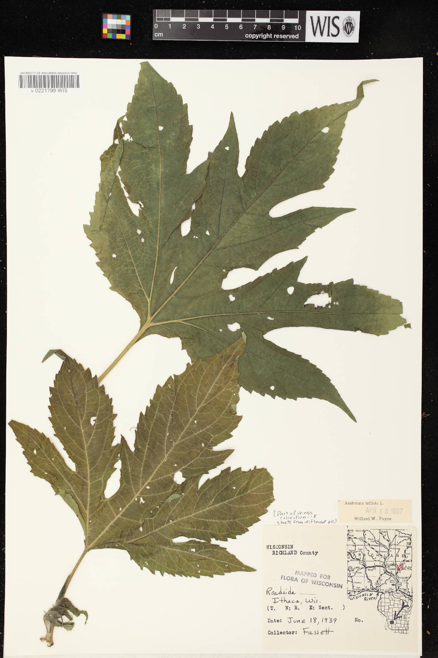 Ambrosia trifida image