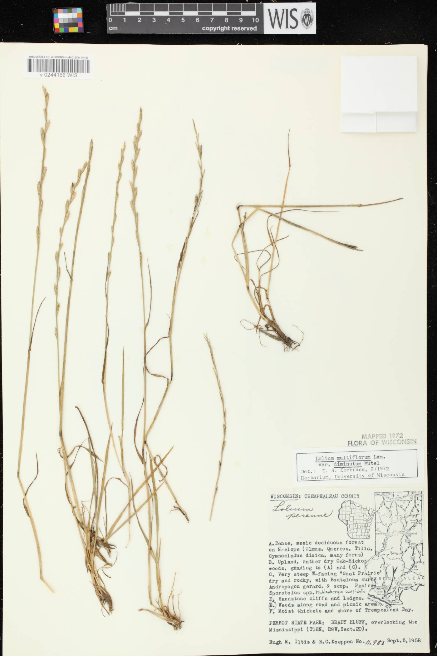 Lolium perenne subsp. multiflorum image