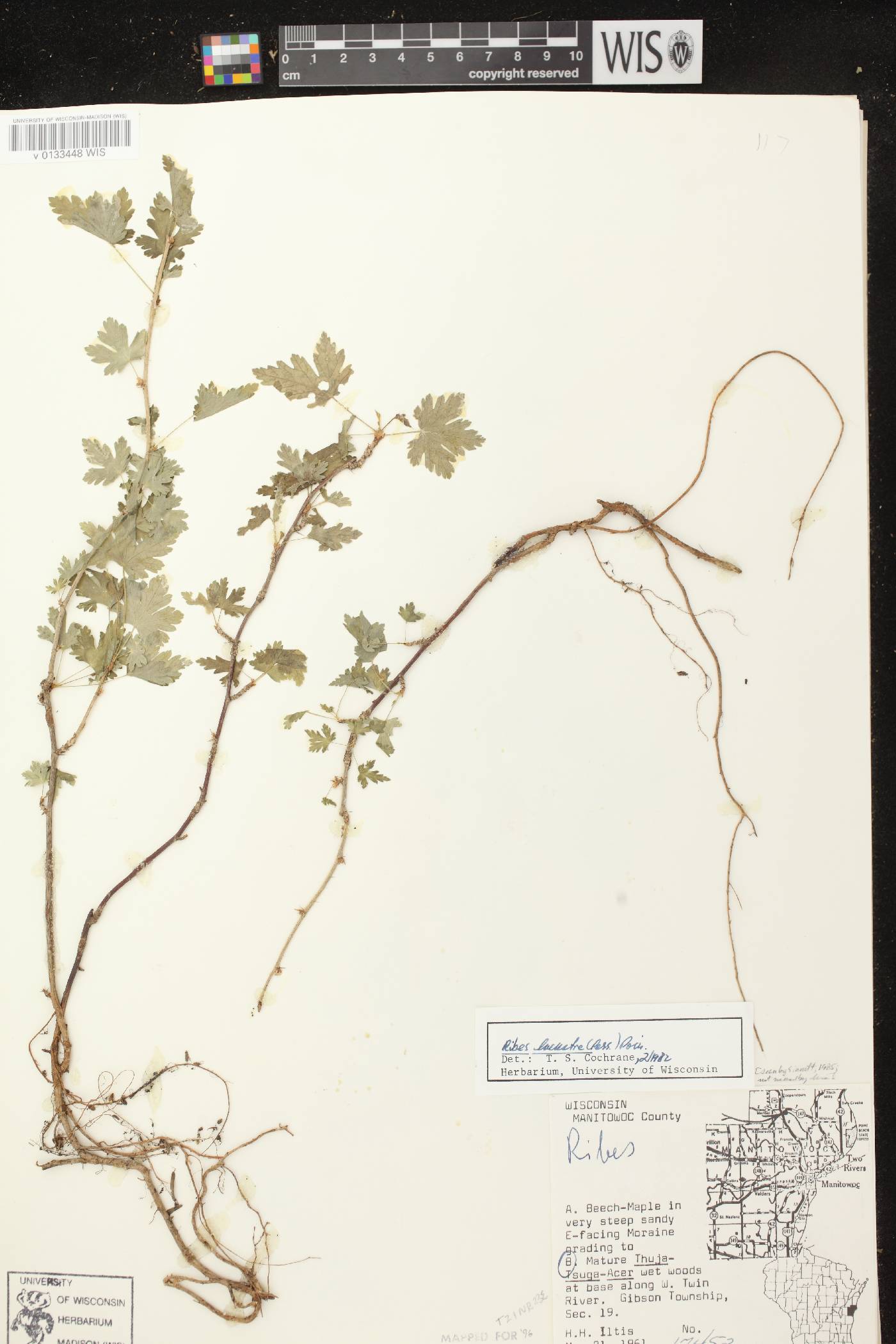 Ribes lacustre image