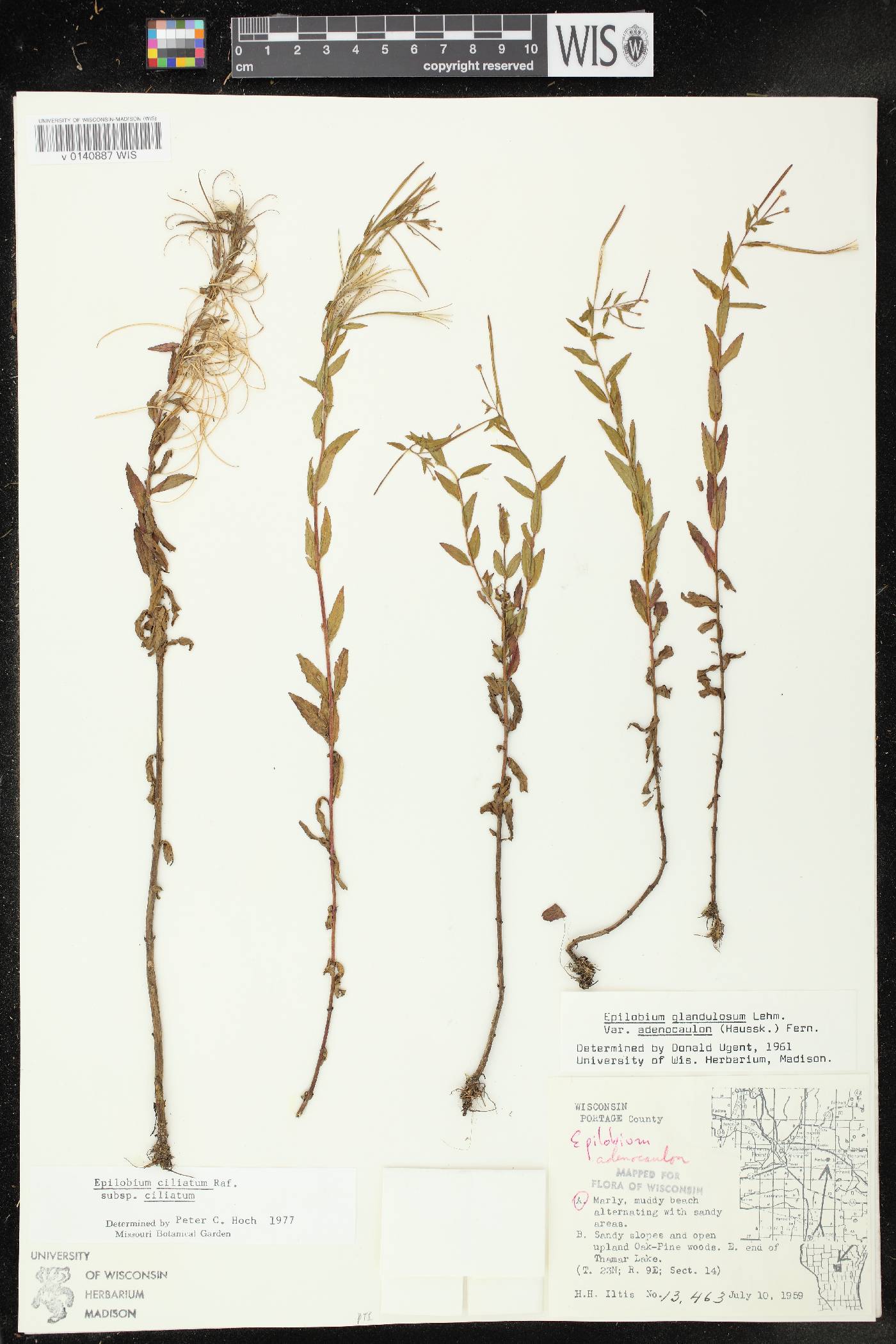 Epilobium ciliatum subsp. ciliatum image