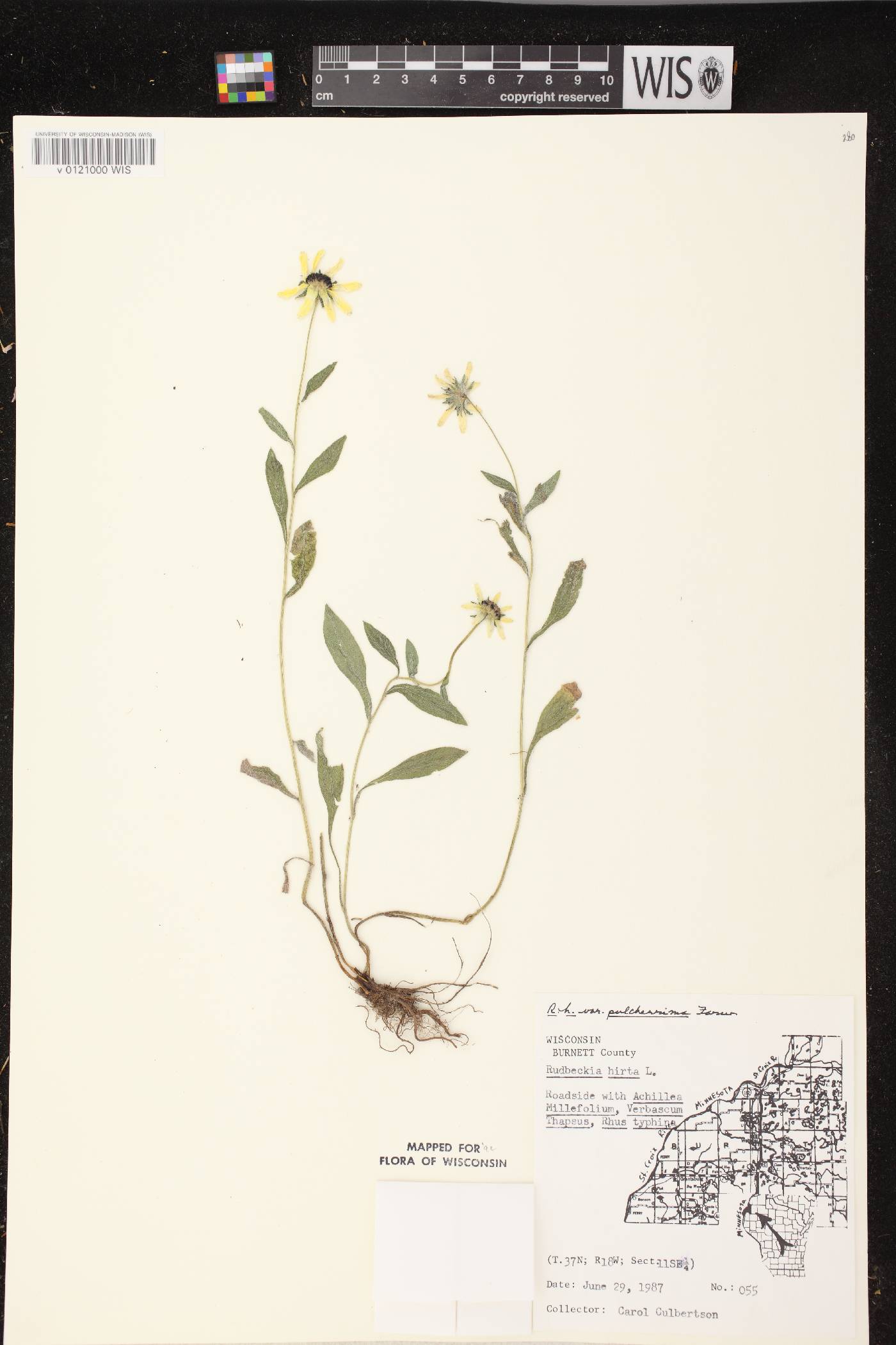Rudbeckia hirta image