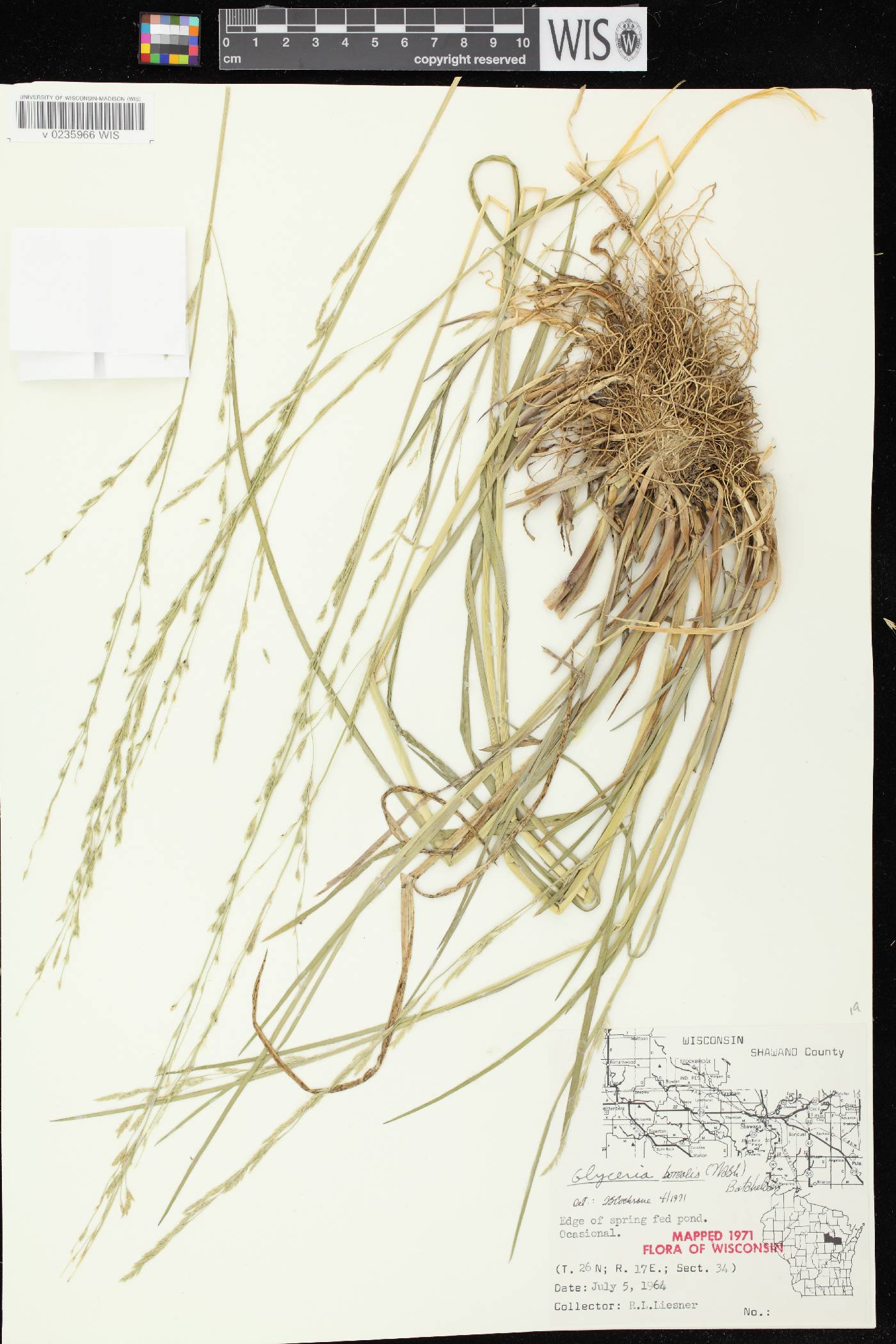 Glyceria borealis image