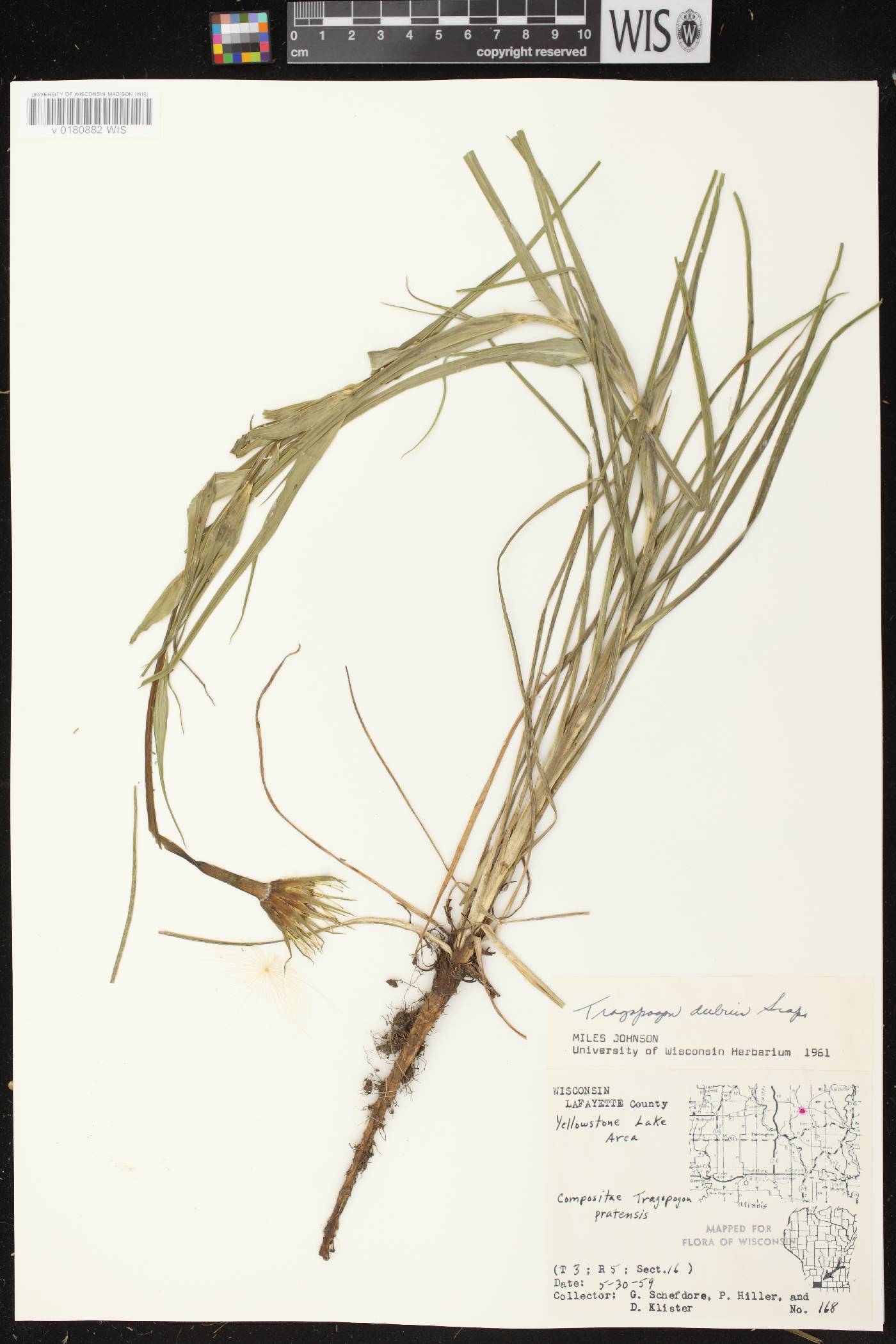 Tragopogon dubius image