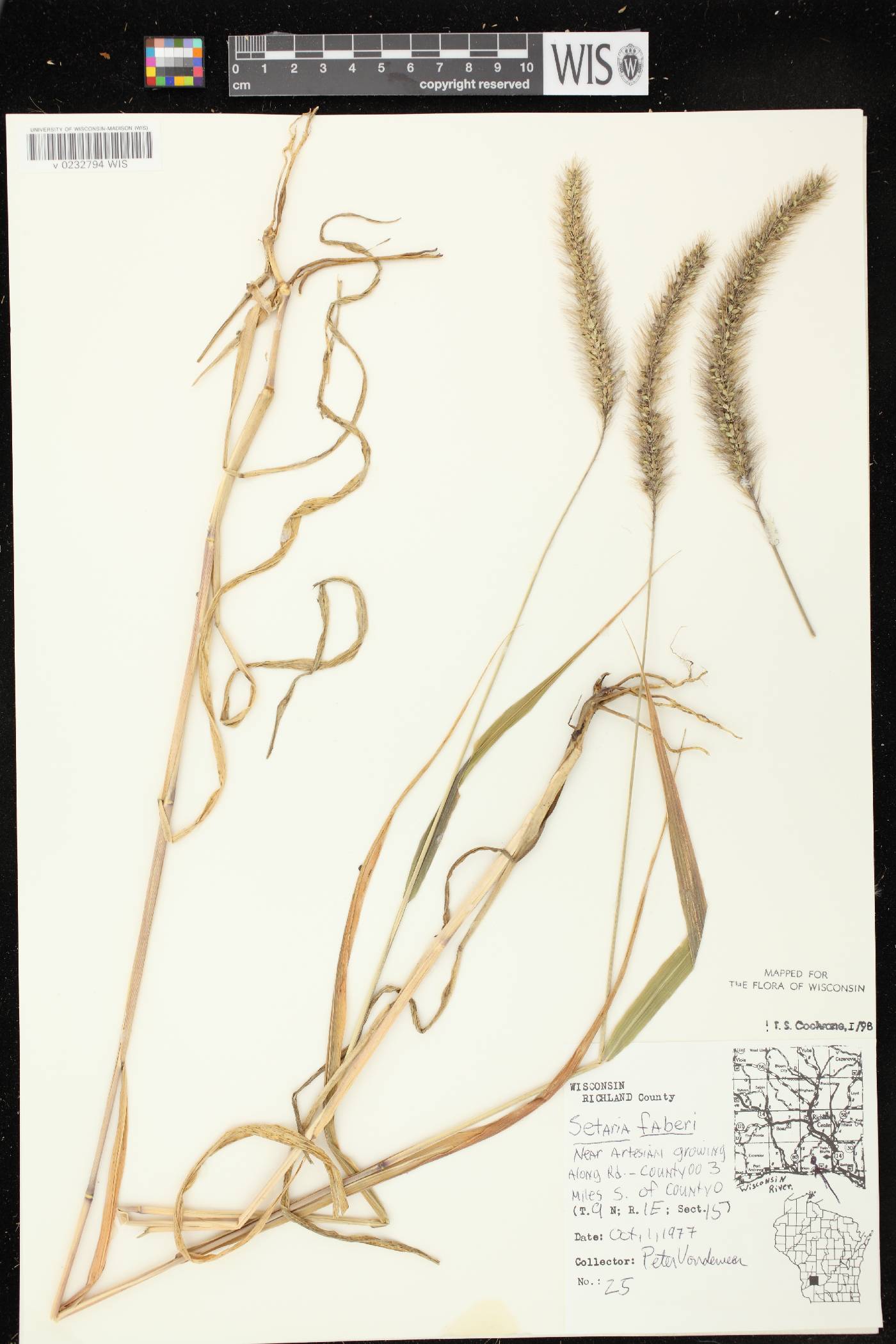 Setaria faberi image
