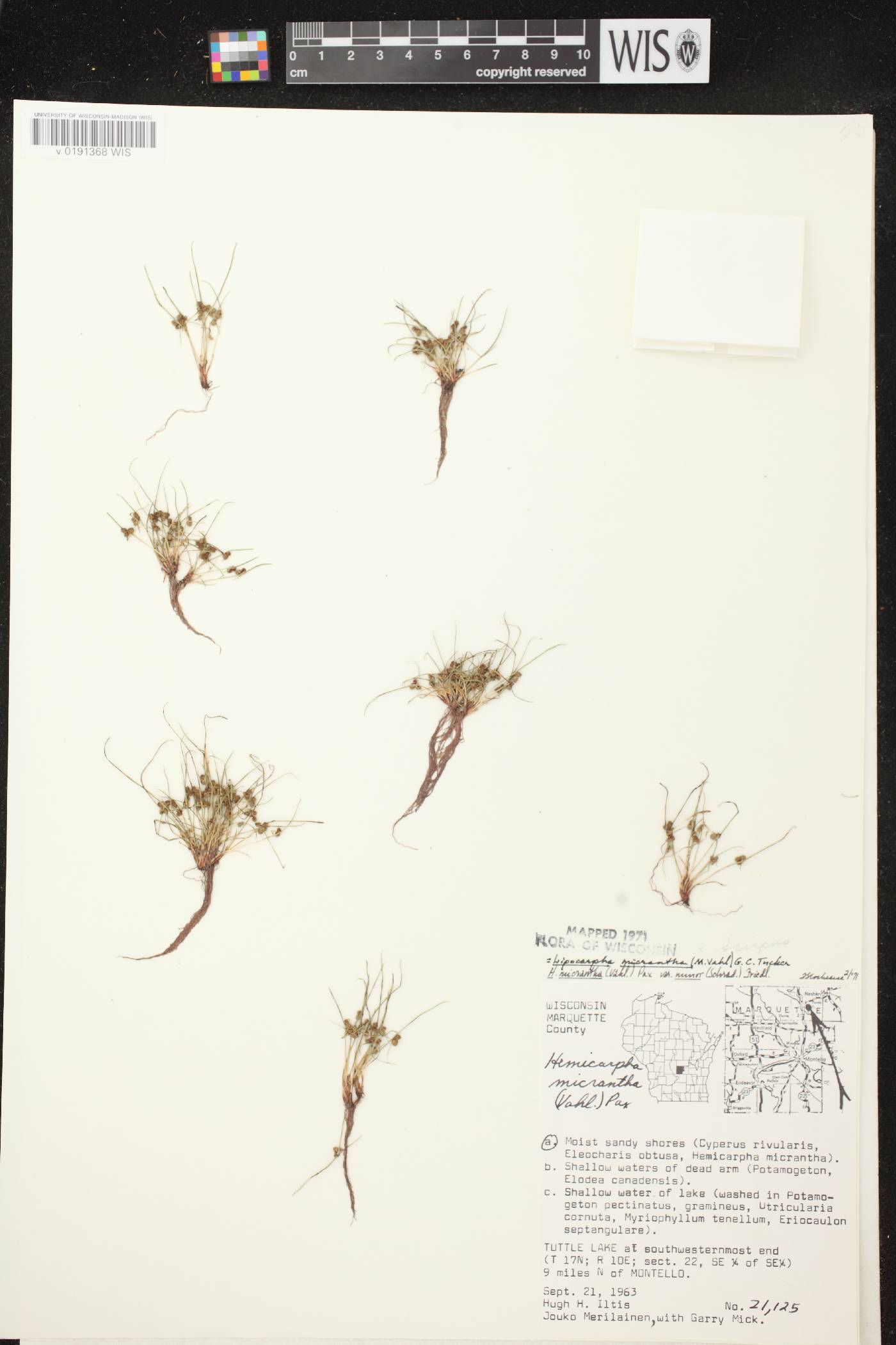 Lipocarpha micrantha image