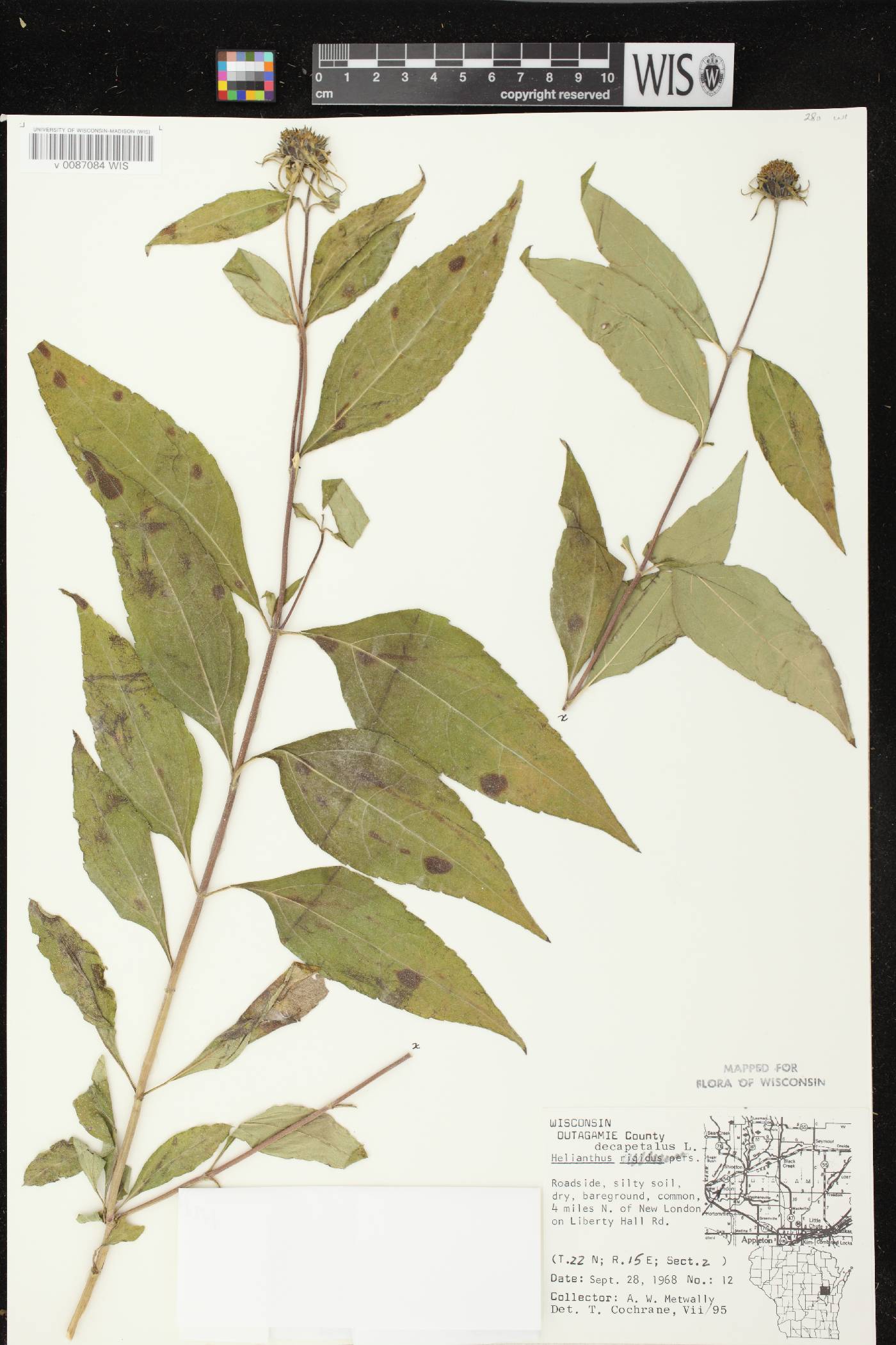 Helianthus decapetalus image