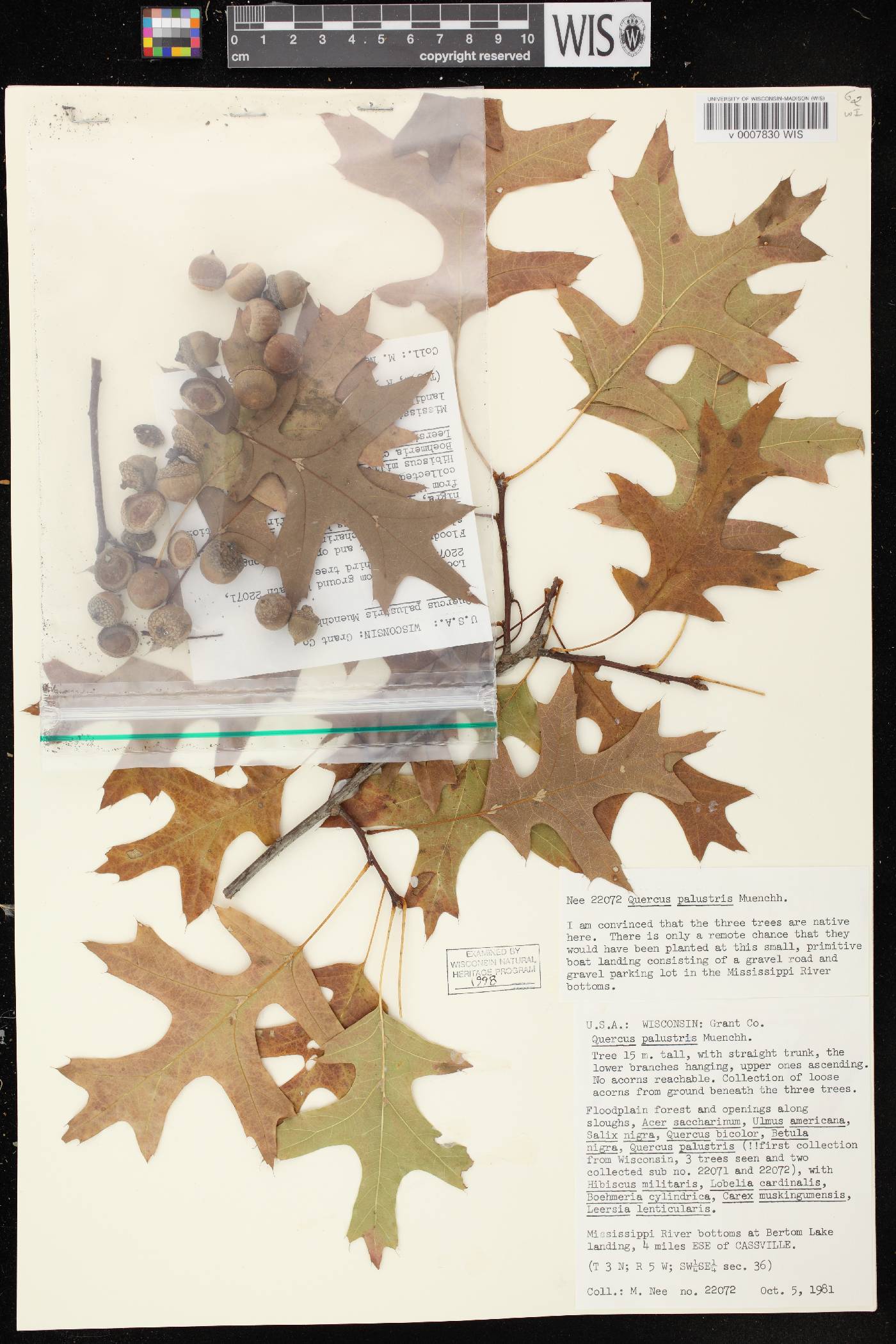 Quercus palustris image