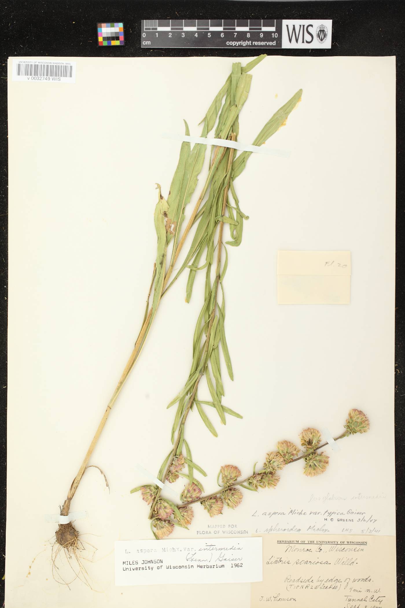 Liatris aspera image