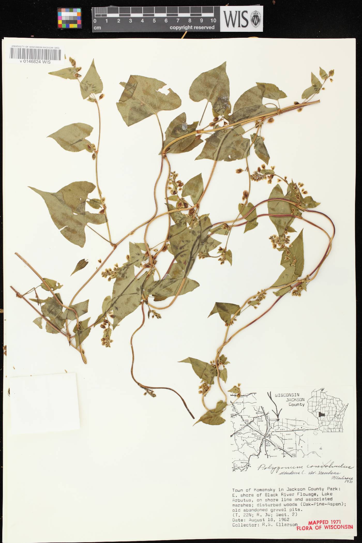Fallopia scandens image