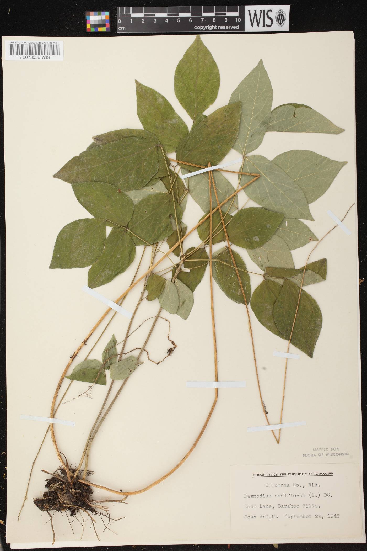 Hylodesmum nudiflorum image