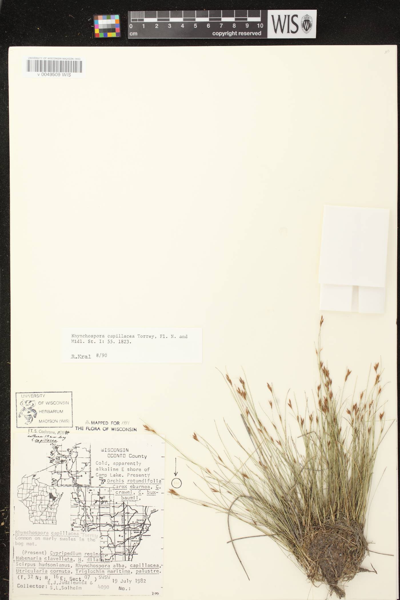 Rhynchospora capillacea image