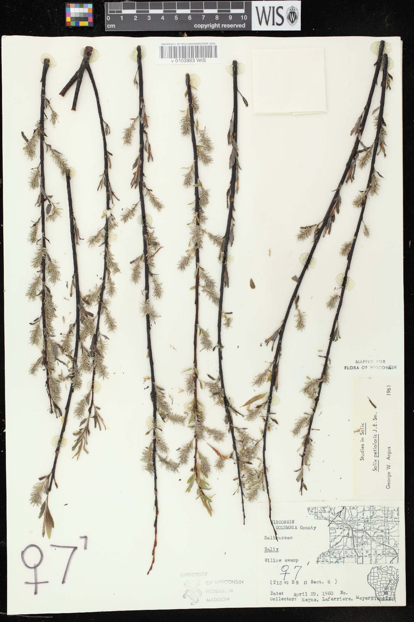 Salix petiolaris image