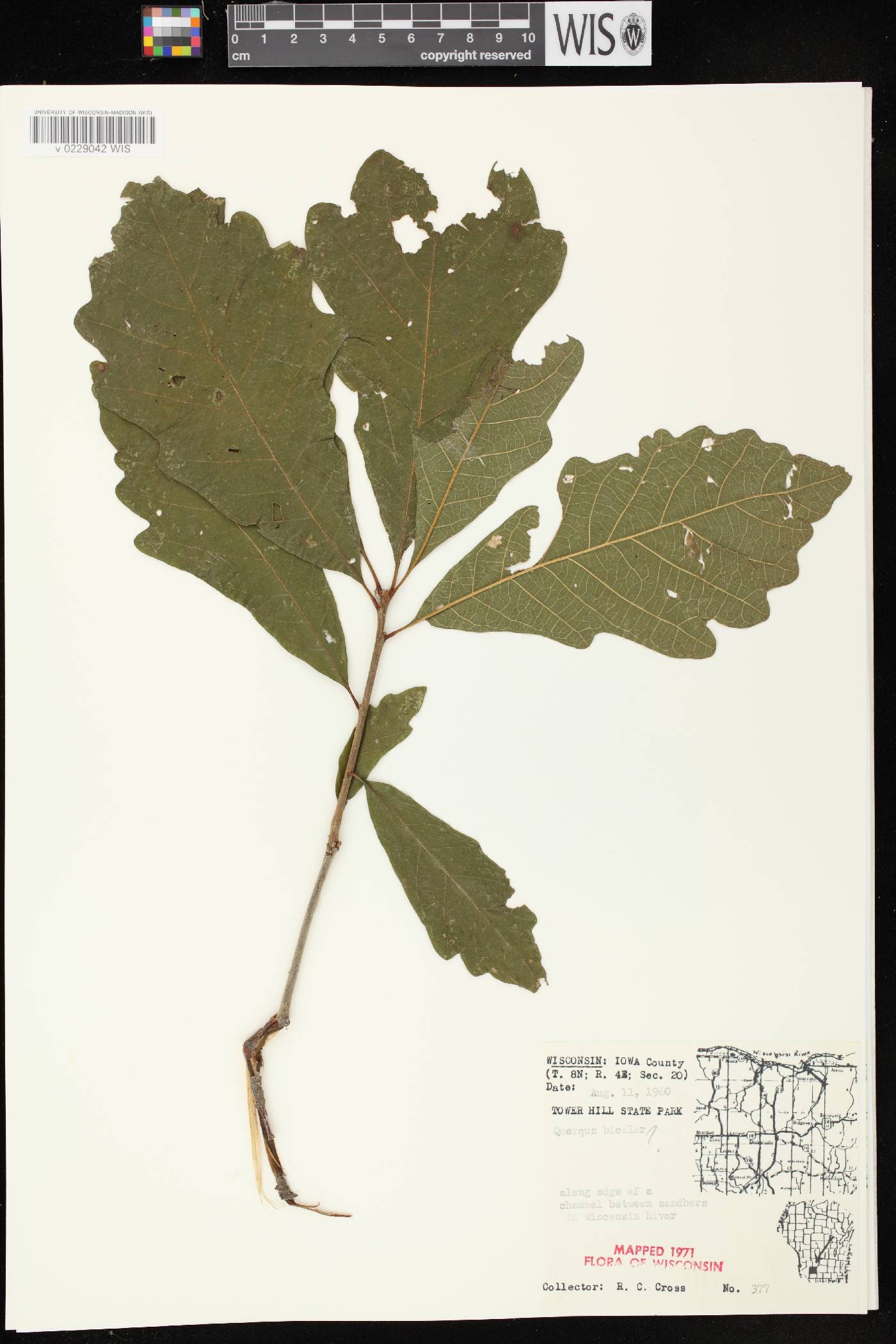 Quercus bicolor image