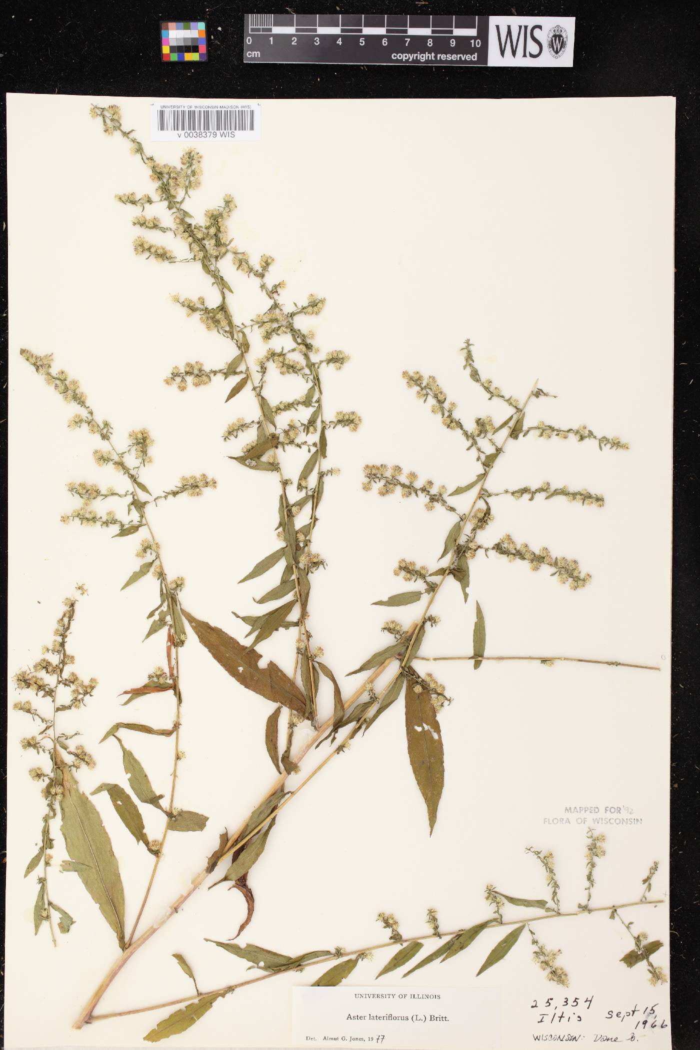 Symphyotrichum lateriflorum image