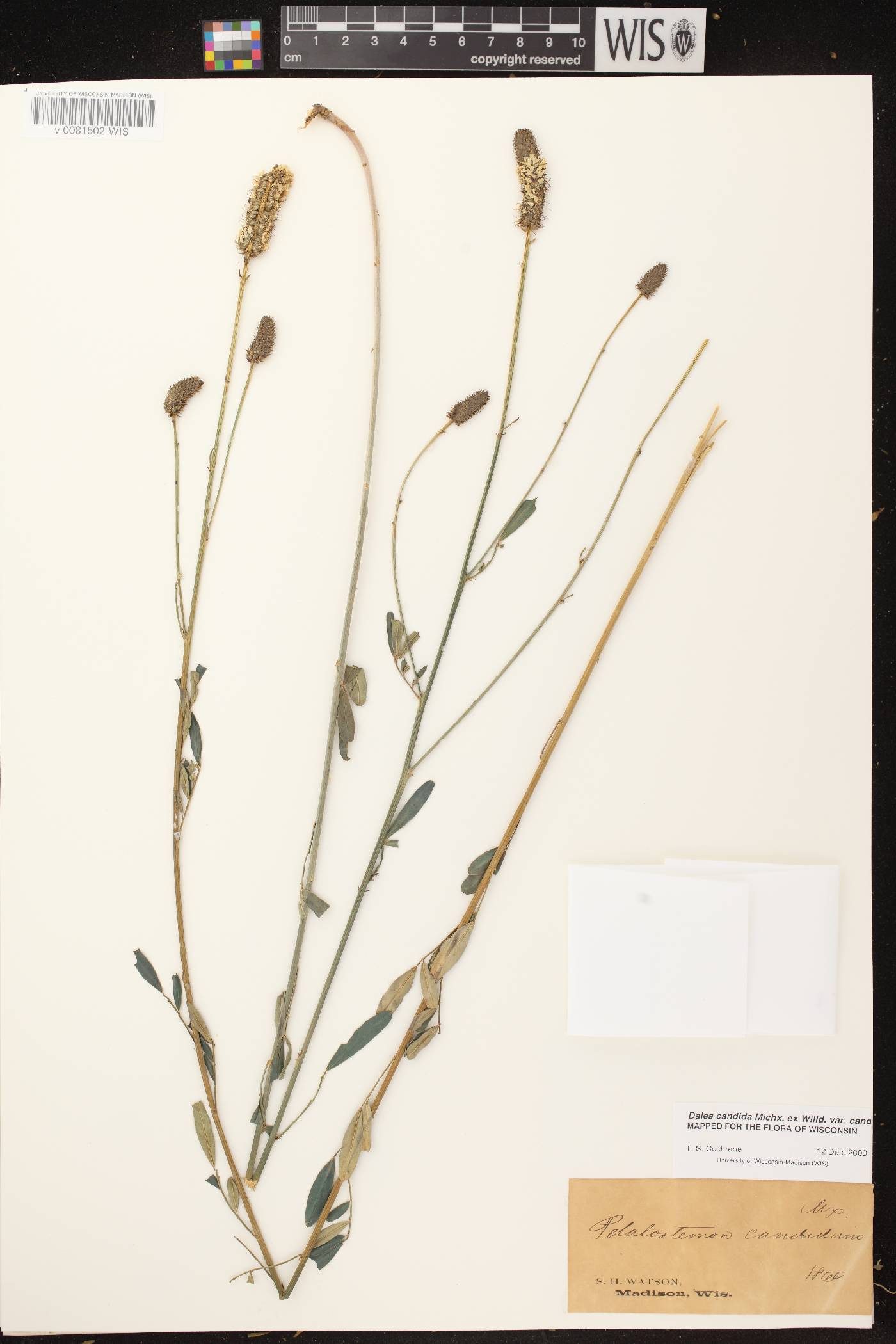 Dalea candida image