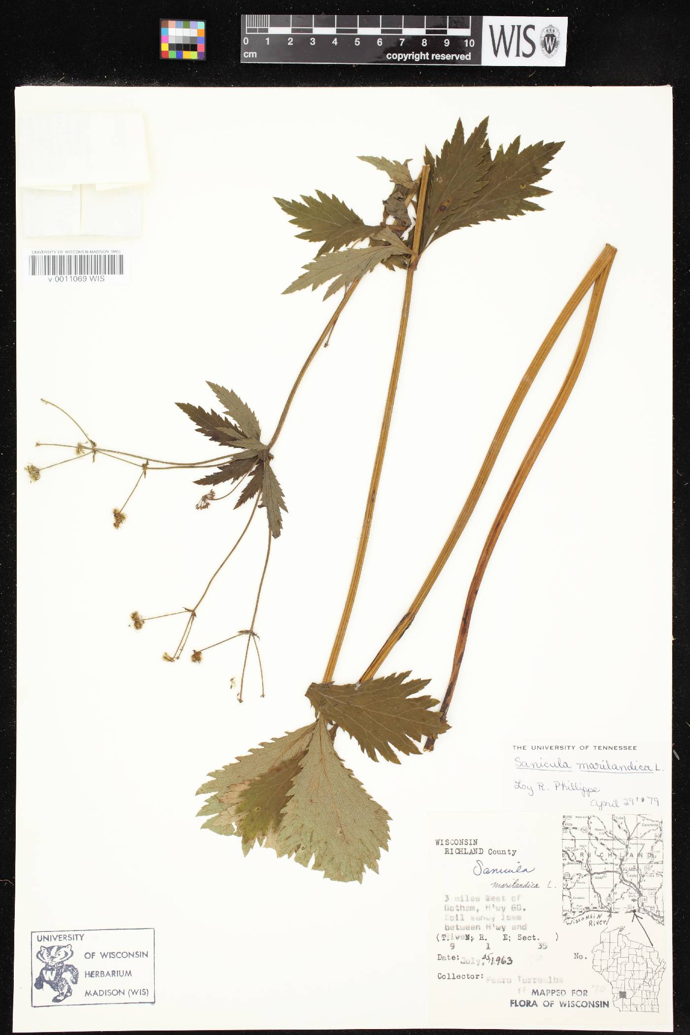Sanicula marilandica image