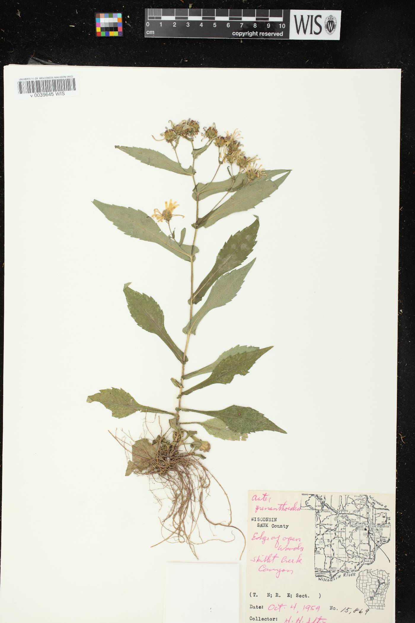 Symphyotrichum prenanthoides image