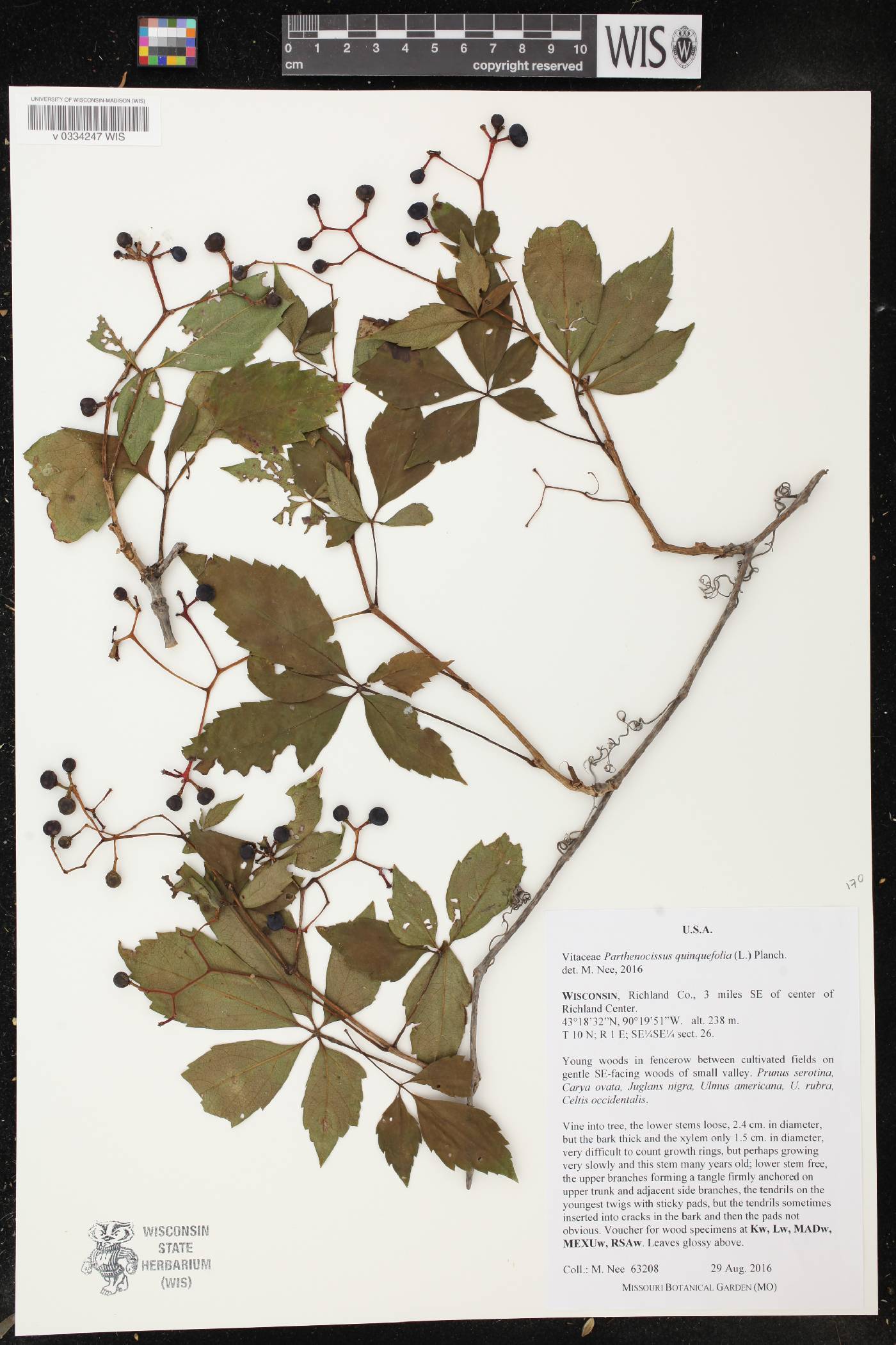 Parthenocissus quinquefolia image