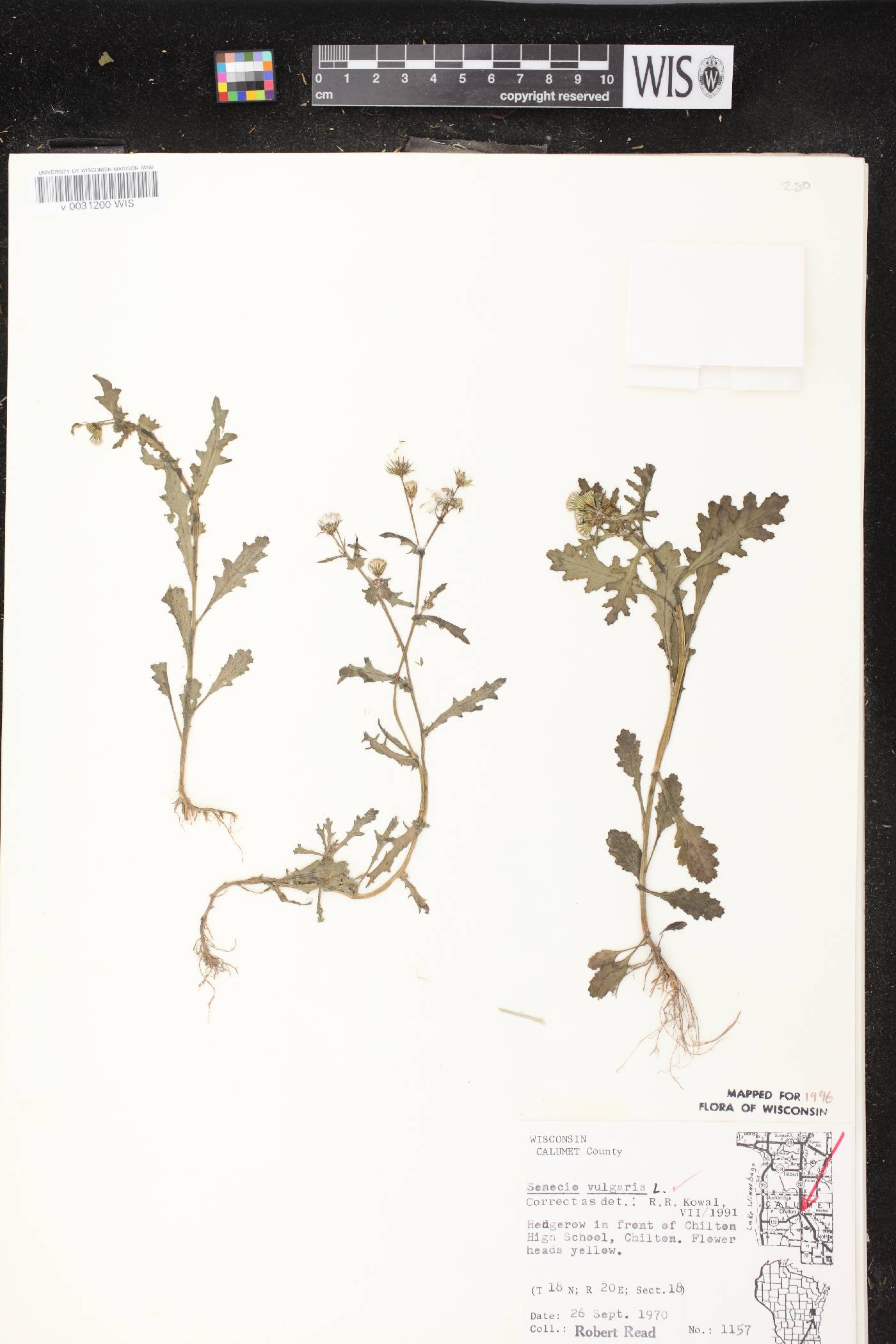 Senecio vulgaris image