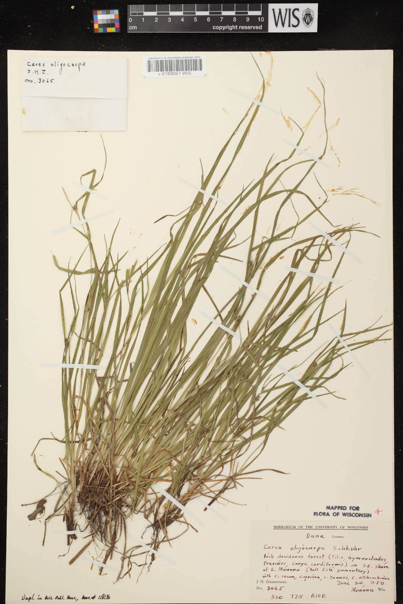 Carex oligocarpa image
