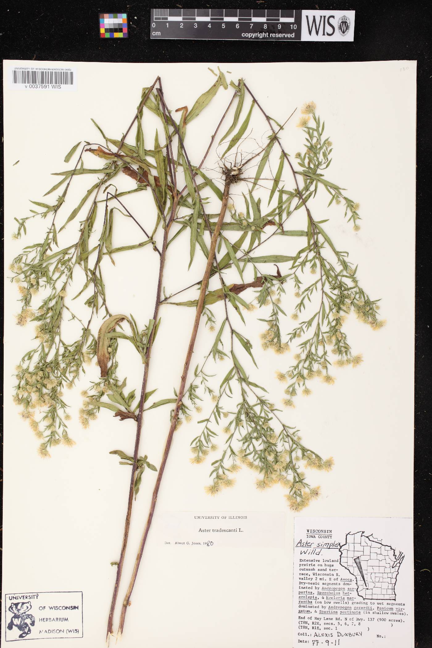 Symphyotrichum lateriflorum image