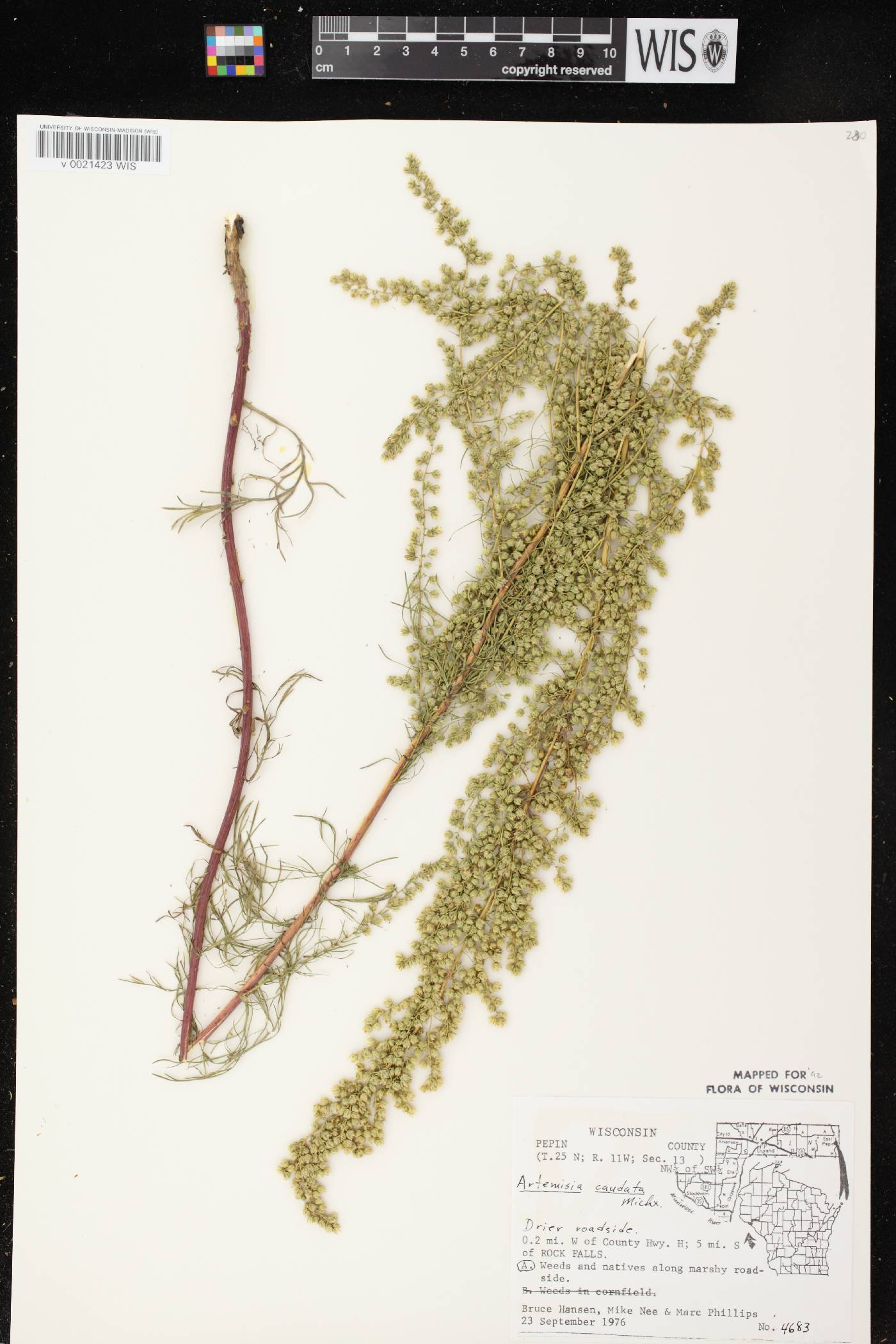 Artemisia campestris image