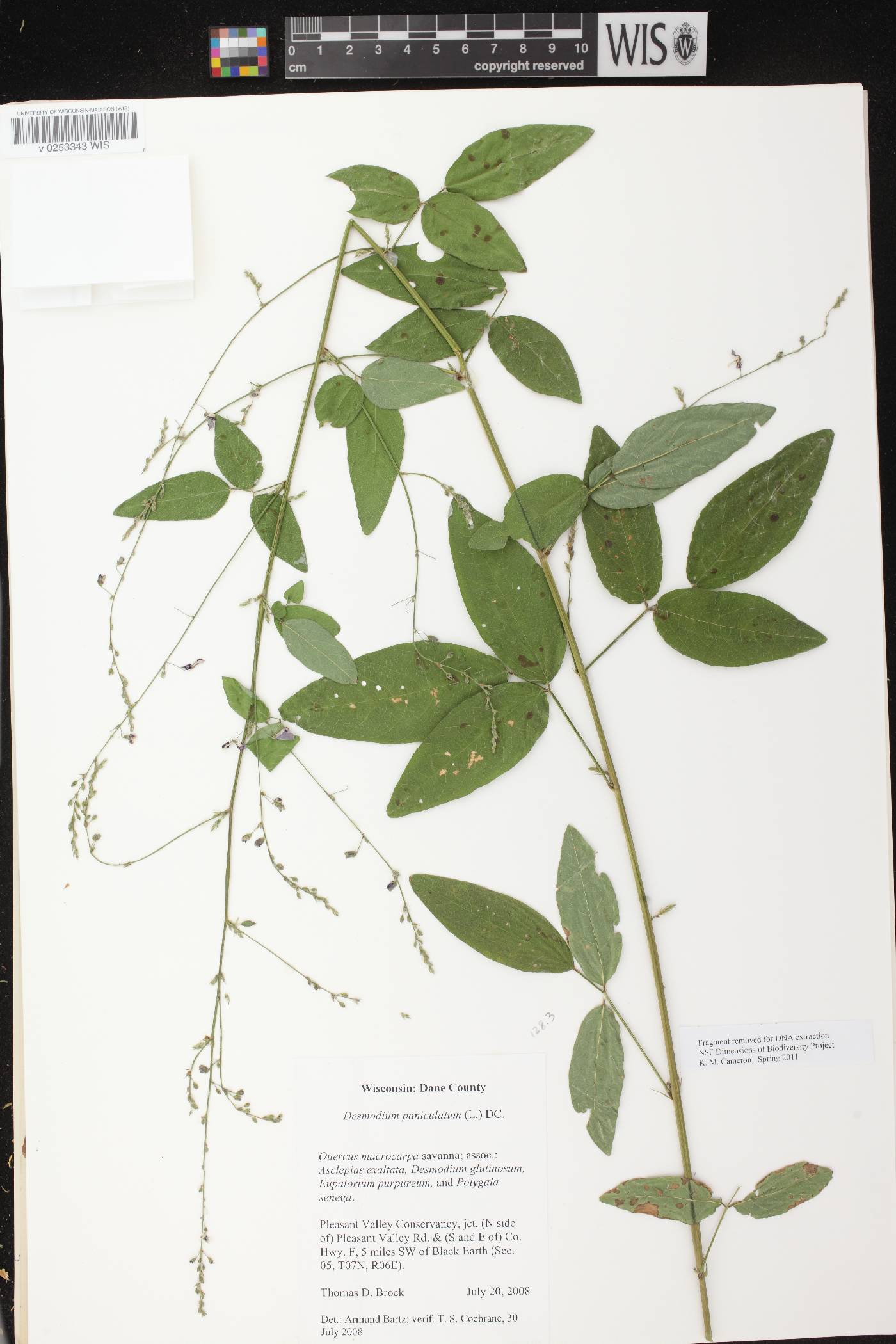 Desmodium perplexum image