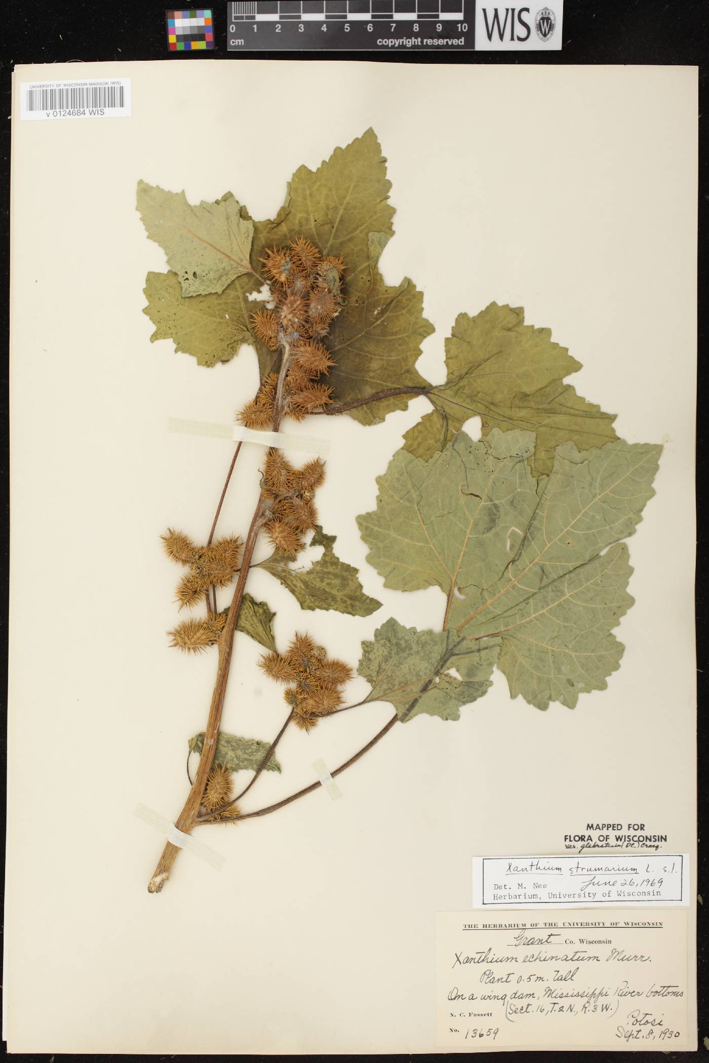 Xanthium strumarium image