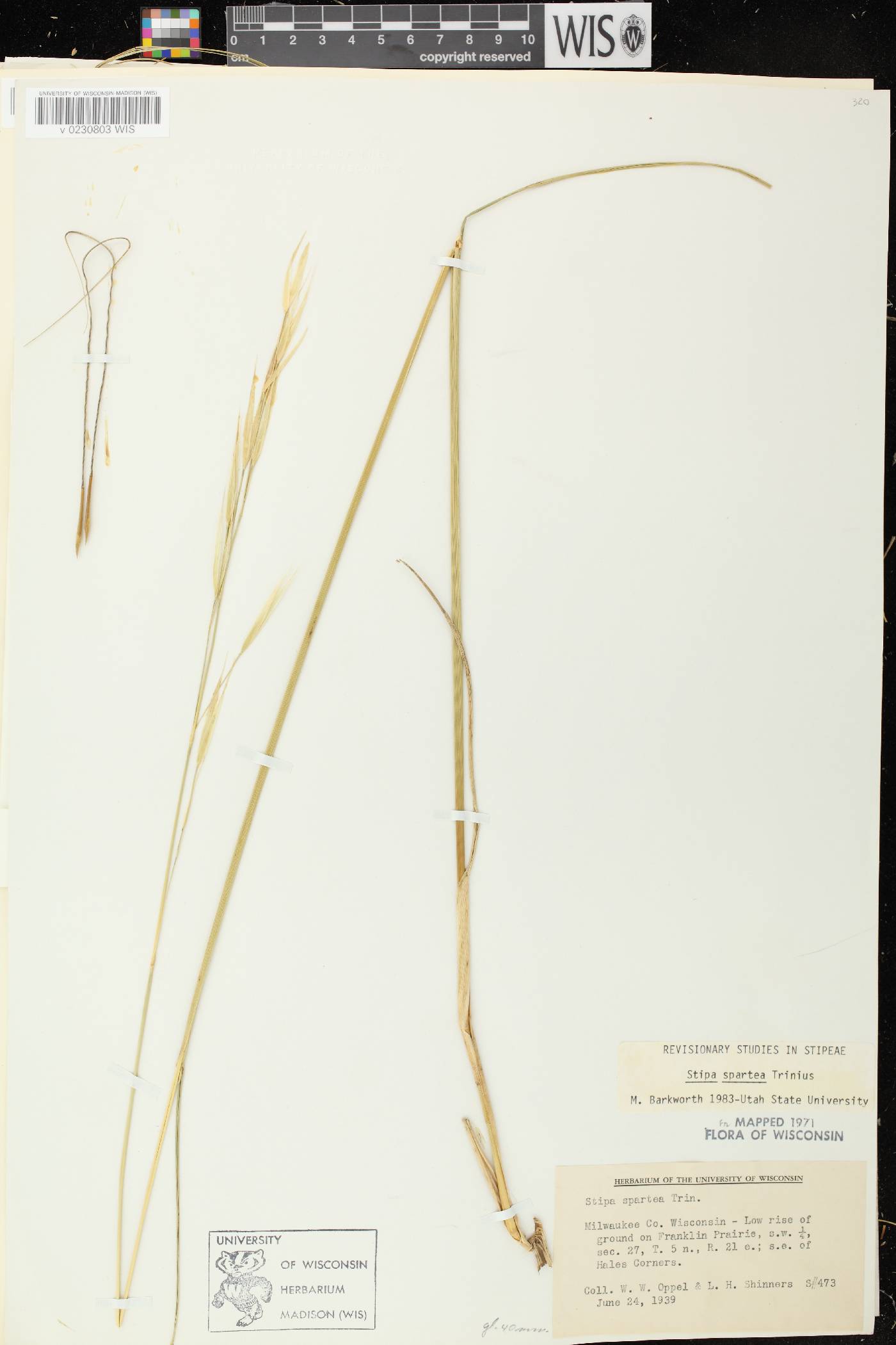 Hesperostipa spartea image