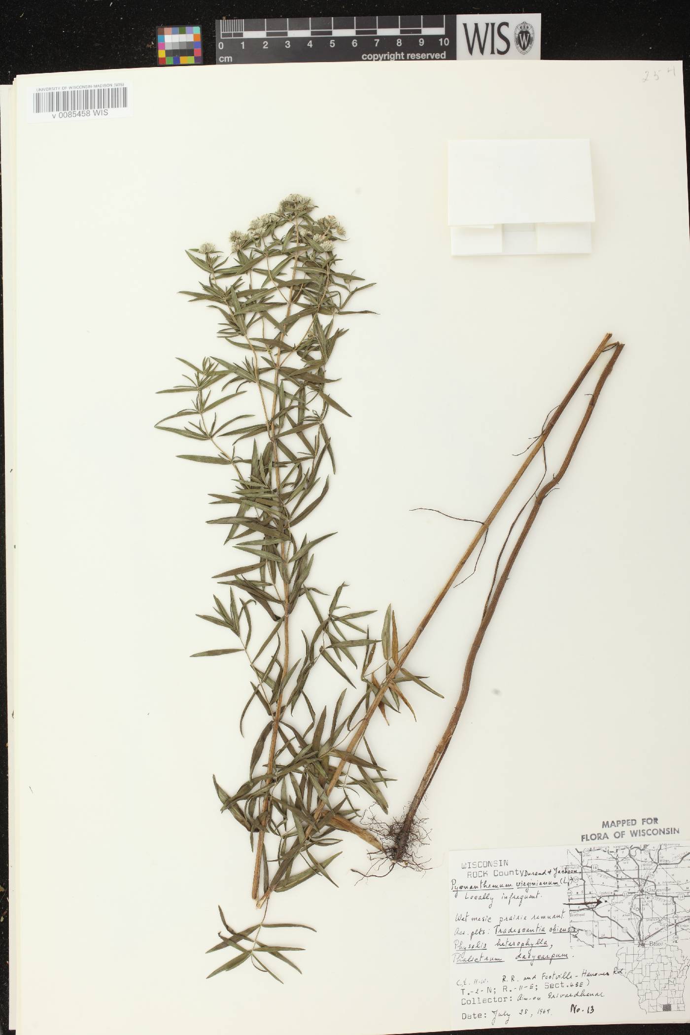 Pycnanthemum virginianum image
