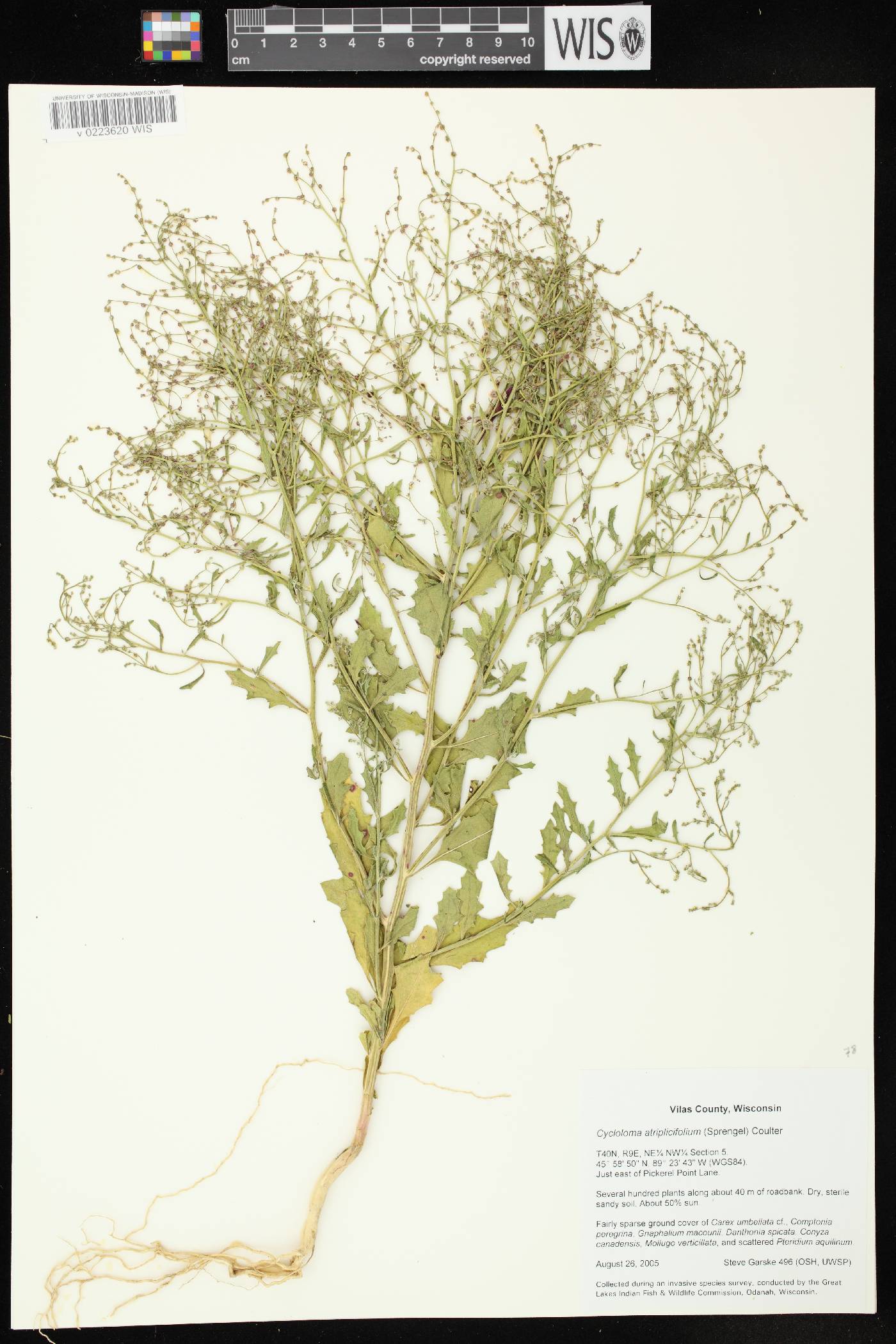 Cycloloma atriplicifolium image