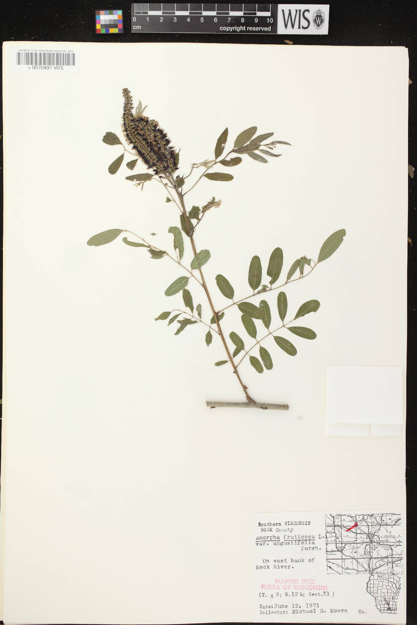 Amorpha fruticosa image