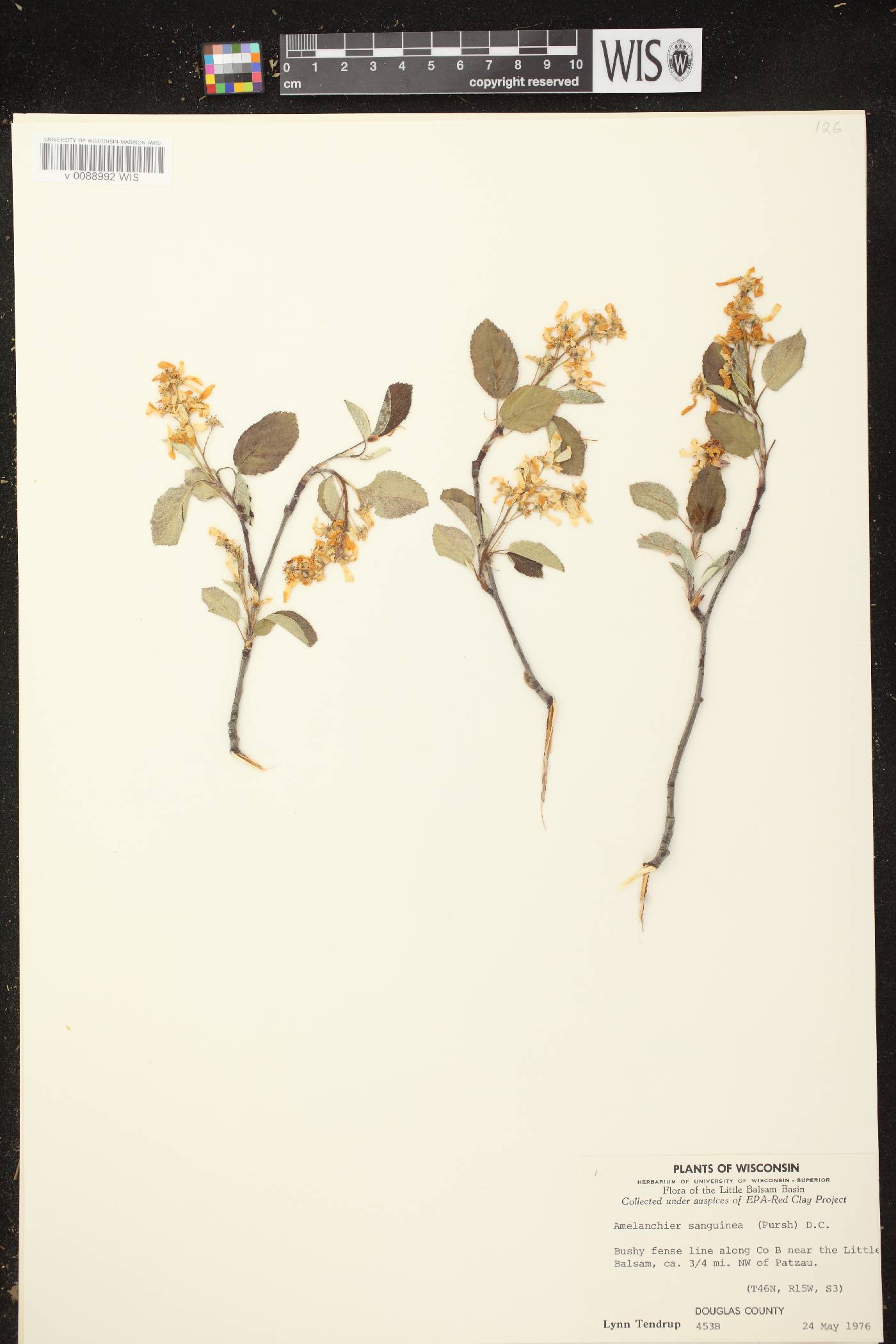 Amelanchier sanguinea image