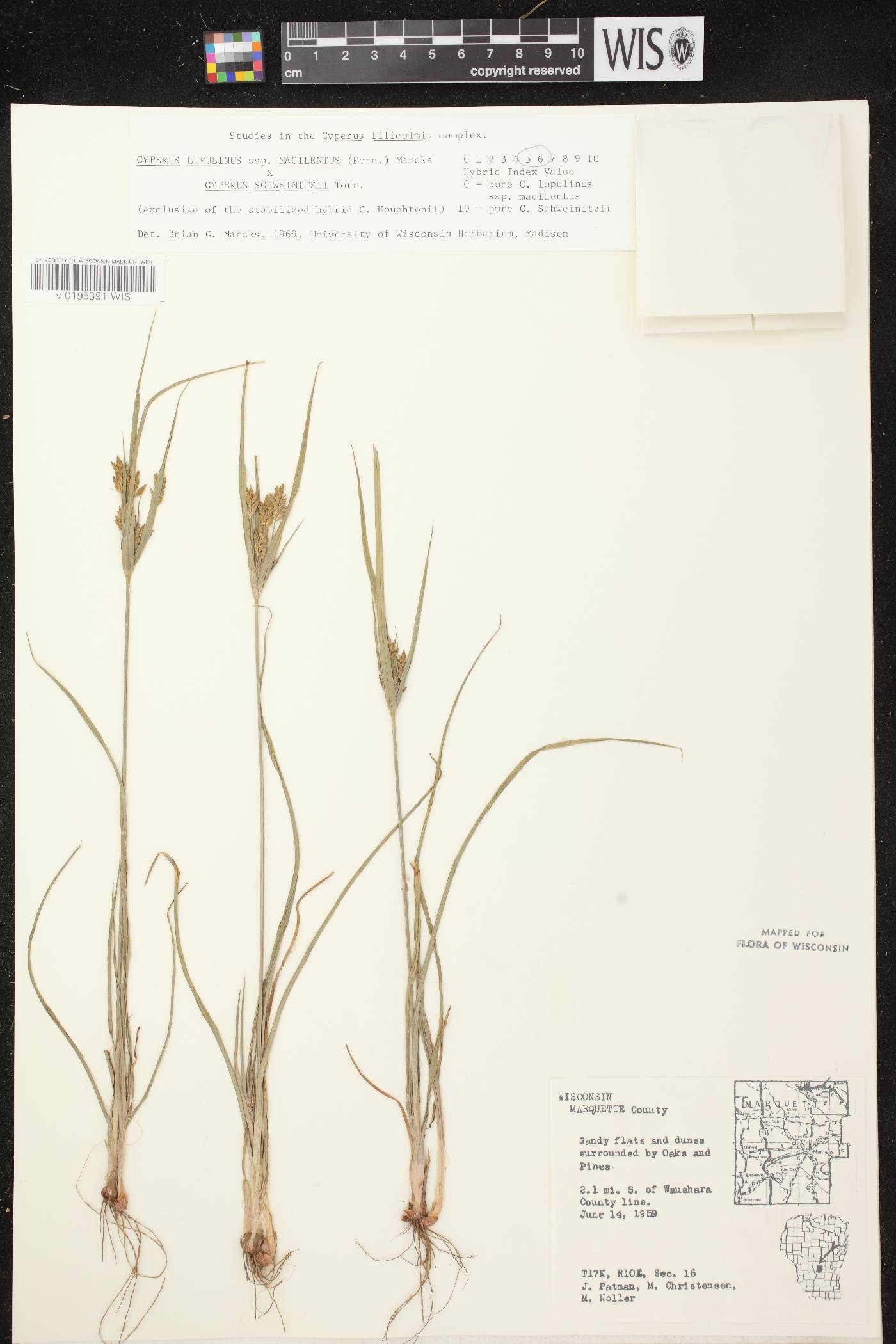 Cyperus lupulinus image