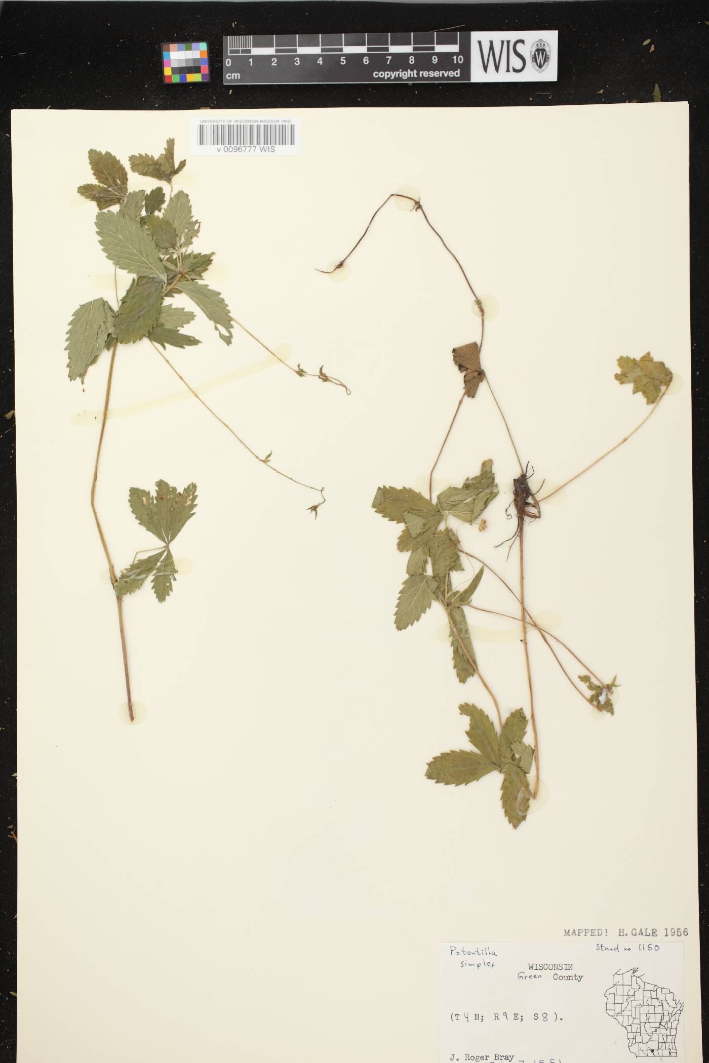 Potentilla simplex image