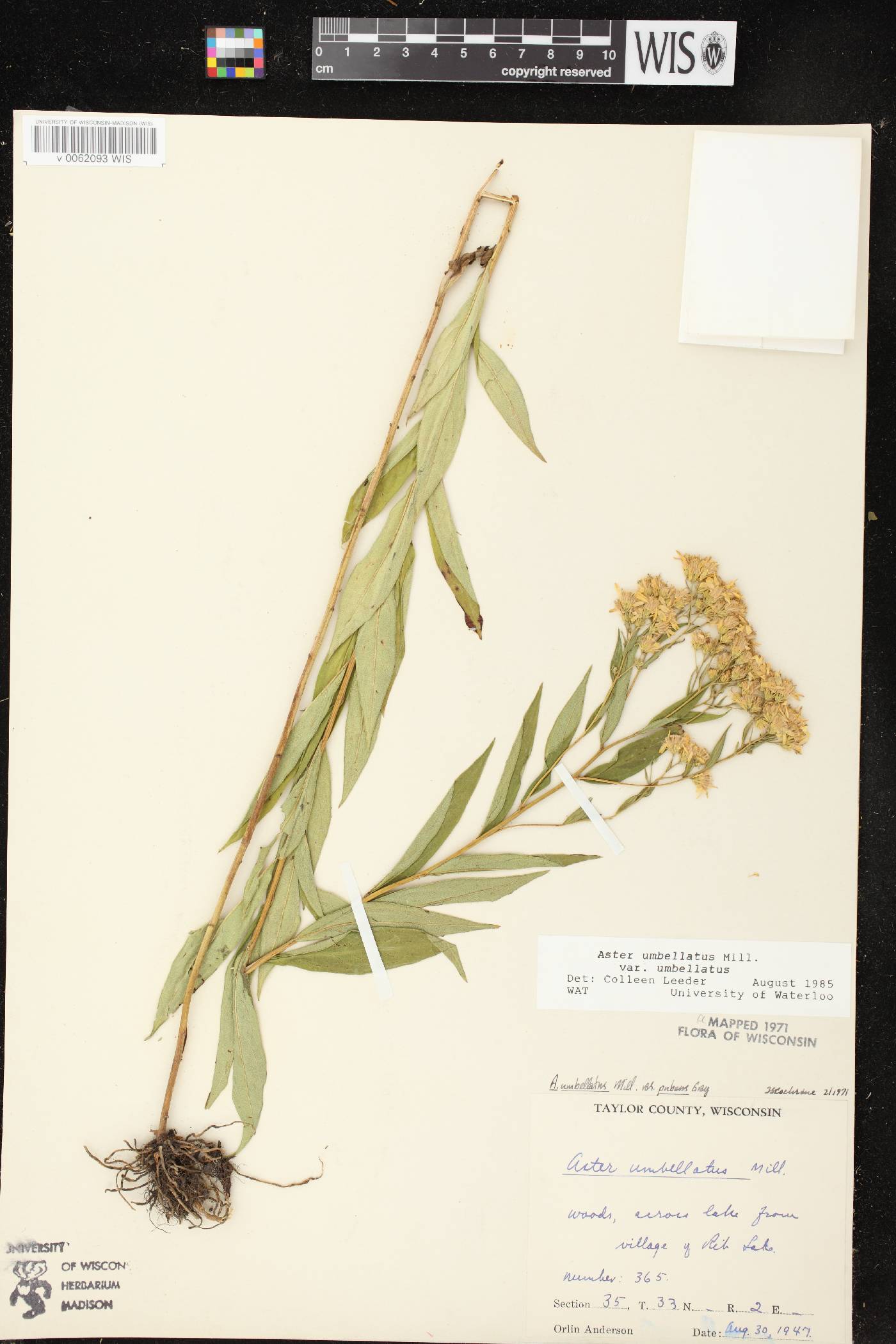 Doellingeria umbellata var. umbellata image