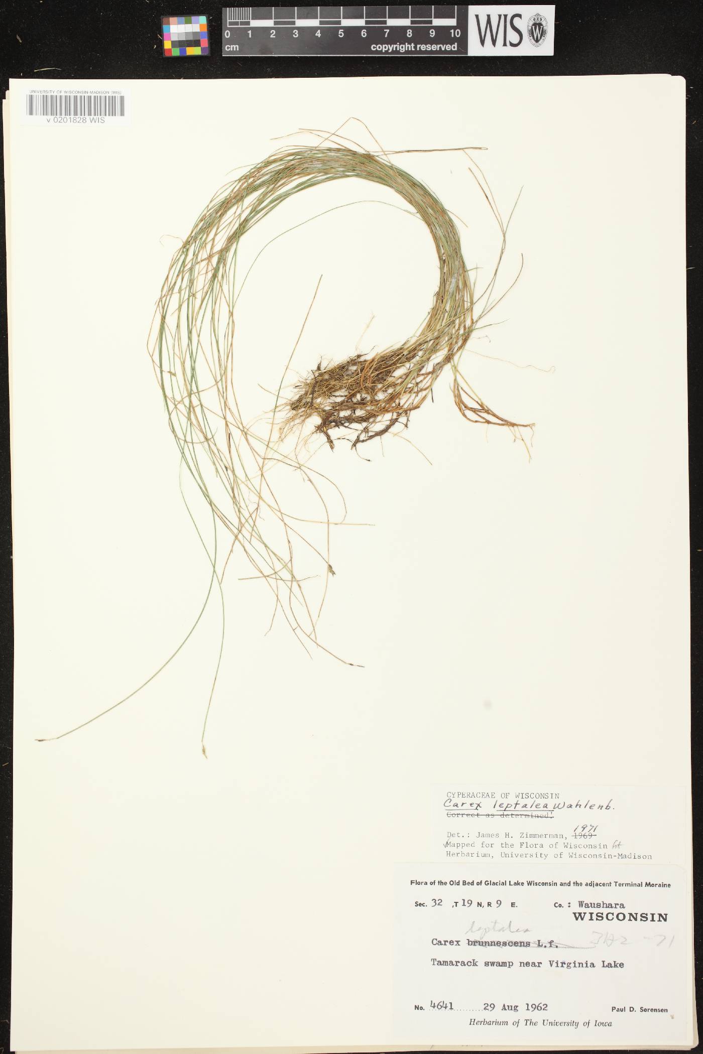 Carex leptalea image
