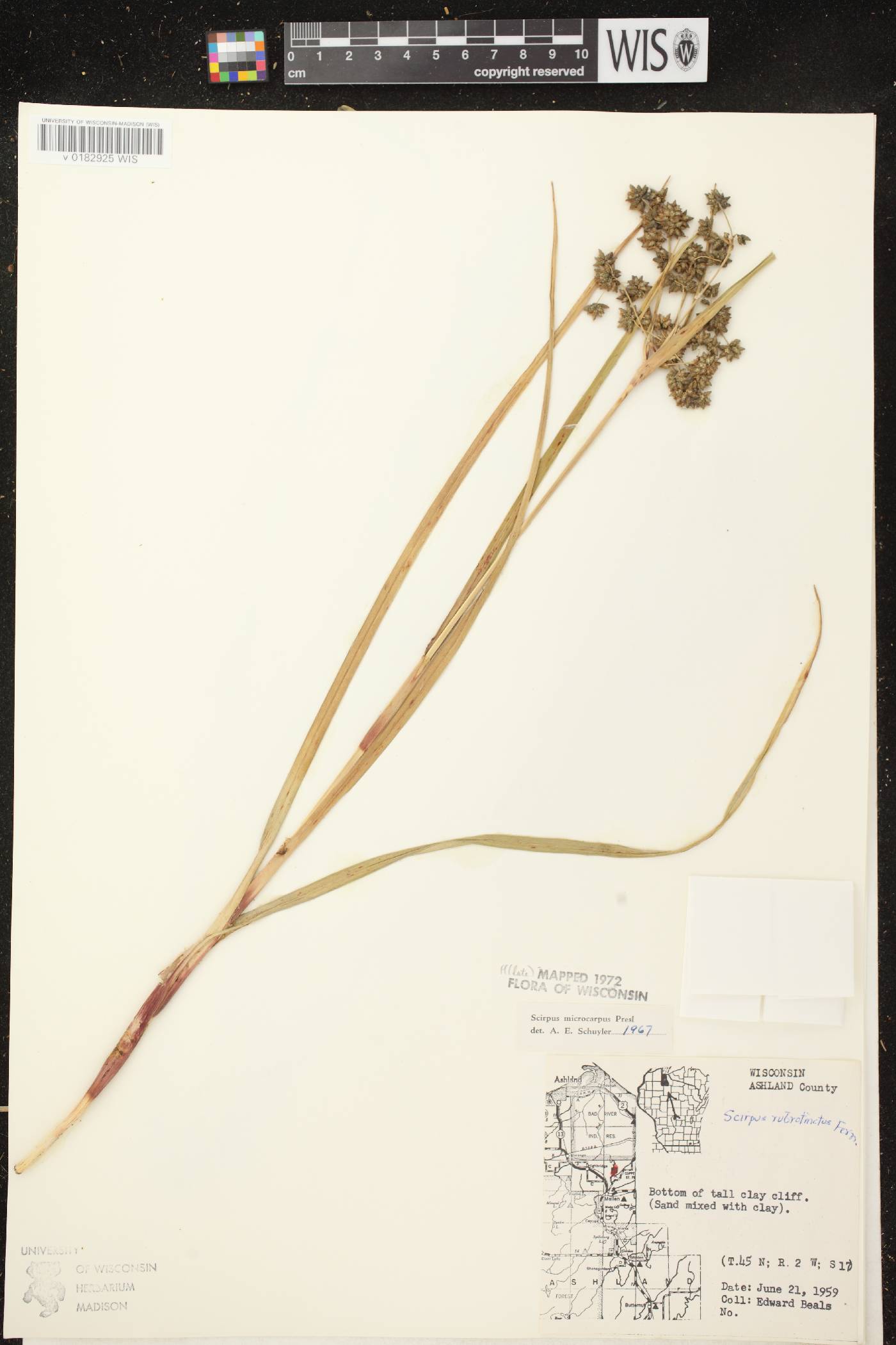 Scirpus microcarpus image